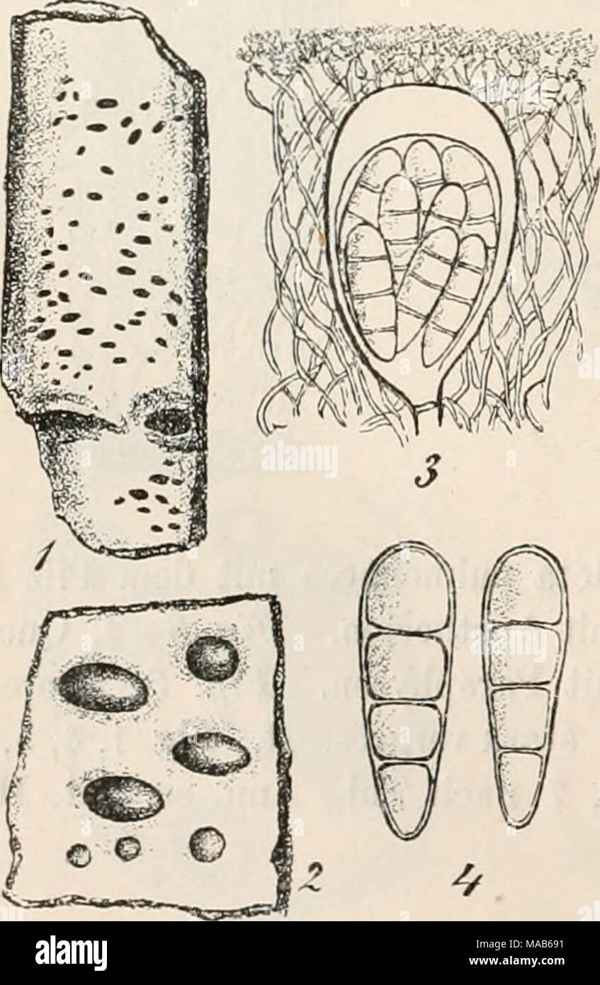 . Dr. L. Rabenhorst's Kryptogamen-Flora von Deutschland, Oesterreich und der Schweiz . Arthonia. Apothecien zuerst rundlich, später ausgezackt oder verästelt, oft fleckig gehäuft, anfangs unterrindig, dann hervor- tretend, mit meist flacher, oft scheinbar be- randeter Fruchtscheibe, schwarz. Schläuche ei- oder birnförmig. oben stark verdickt, 8 sporig. Sporen länglich oder eiförmig, stumpf, durch Quertheilung 4—6zellig, farblos oder gelblich, mehrreihig liegend. Paraphysen ästig, septirt, verklebt, ein gefärbtes Epithecium bildend. Hypothecium farbig. Jod bläut meist die Fruchtschicht. Fig. 1— Stock Photo