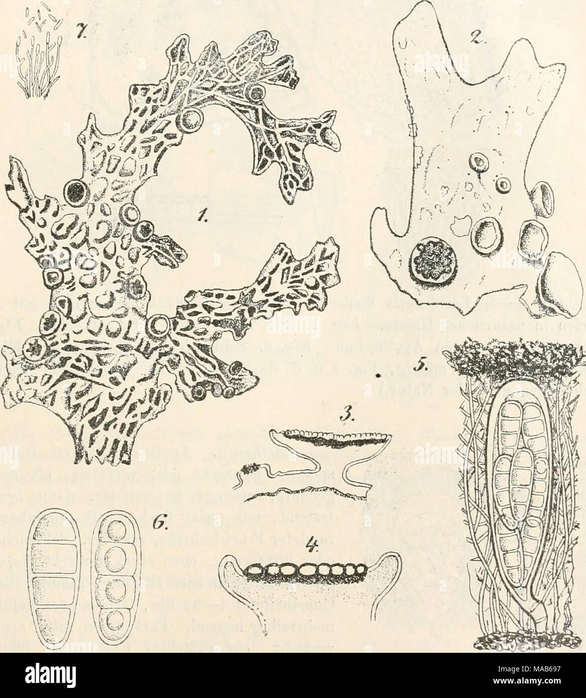 . Dr. L. Rabenhorst's Kryptogamen-Flora von Deutschland, Oesterreich und der Schweiz . Fig. 1—7. Celidium Stictarum. Fig. 1. Sticta pulmonacea mit dem Pilz in natürl. Grösse, Fig 2. Ein Stück der Flechte mit Apotheeien. Fig. 3—4. Quer- schnitte durch Apotheeien. Fig. 5. Schlauch mit Paraphysen. Fig. 6. Sporen. Fig. 7. Spermatien. (Fig. 2—4 massig, Fig. 5—7 stark vergrössert. Fig. 1, 4, 5, 6 Originalzeichnungen nach der Natur. Fig. 2, 3, 7 nach TuL, Ann. sc. nat. III. T. XVII. tab. 1, fig. 17, tab. 14, fig. 5, 7.) Winter, die Pilze. III. AWh. 27 Stock Photo
