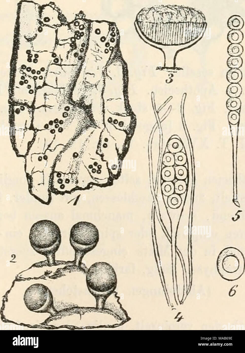 . Dr. L. Rabenhorst's Kryptogamen-Flora von Deutschland, Oesterreich und der Schweiz . Fig. 1—6. Coniocyhe pallida. Fig. 1. Ein Stück Pappelrinde mit Apothecien in natürl. Grösse. Fig. 2. Apothecien. Fig. 3. Querschnitt durch ein Apothecium. Fig. 4—5. Schläuche mit Paraphysen. Fig. 6. Spore. (Fig. 2 u. 3 massig, Fig. i bis 6 stark vergrössert. Sämmtliche Originalzeichnungen nach der Natur.) Winter, die Pilze, m. Abth. 25 Stock Photo