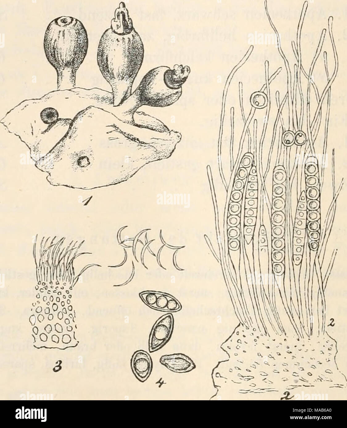 . Dr. L. Rabenhorst's Kryptogamen-Flora von Deutschland, Oesterreich und der Schweiz . Fig. 1—3. Sphinctrina turbinata. Fig. 1. Apothßcien auf Pertusaria com- munis. Fig. 2. Schläuche mit Sporen und Paraphysen. Fig. 3. Spermatien. Fig. 4. Sporen von Sphinctrina tubaeformis. (Fig. 1 massig, Fig. 2—4 stark ver- grössert. Sämmtliche nach Tul., Ann. sc. nat. III. T. XVII, tab. 15, fig. 13, 15, 16, 17, 20.) Cyphelium. Apothecien gesellig, kegel- oder kreiseiförmig, selten kuglig, gestielt, mit runder, flacher, zart berandeter Fruchtscheibe sich öffnend, braun oder schwärzlich, äusserlich bereift. S Stock Photo