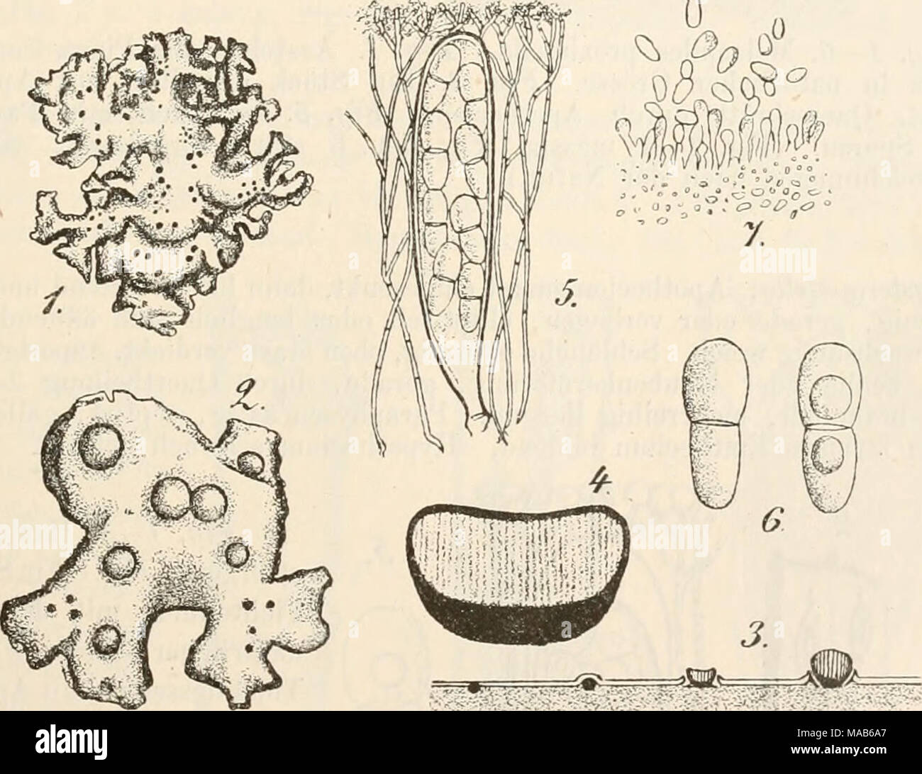 . Dr. L. Rabenhorst's Kryptogamen-Flora von Deutschland, Oesterreich und der Schweiz . Fig. 1—G. Abrothallus Parmeliarum. Fig. 1. Parmelia physodes (L.) mit dem Pilz in natürlicher Grösse. Fig. 2. Ein Stück der Flechte mit Apothecien des Pilzes. Fig. 3—4. Querschnitt durch Apothecien. Fig. 5. Schlauch mit Paraphysen. Fig. 6. Sporen. Fig. 7. Stylosporen von Abrothallus micro- spermus. (Fig. 2—4 massig, Fig. 5—7 stark vergrössert. Fig. 1—6 Original- zeichnungen nach der Natur; Fig. 7 nach Tidasne, Annal. sc. nat. III. T. XVl. tab. 16, fig. 26.) Stock Photo