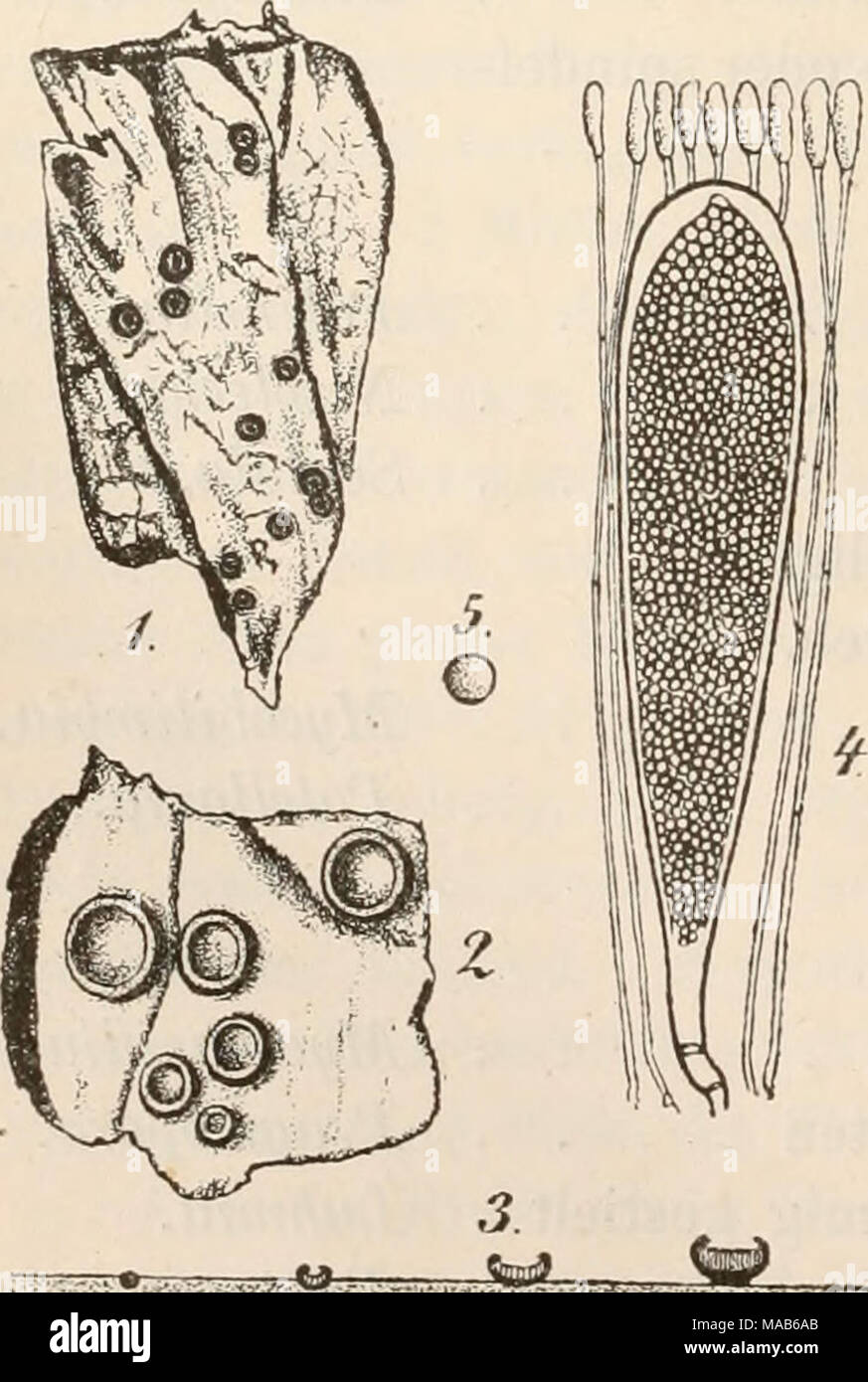 . Dr. L. Rabenhorst's Kryptogamen-Flora von Deutschland, Oesterreich und der Schweiz . Fig. 1—5. Biatorella resinae. Fig. 1. Ein Stück harziger Fichtenrinde mit dem Pilz in natürl. Grösse. Fig. 2. Ein Theil davon mit Apothecien. Fig. 3. Querschnitt .durch Apothecien. Fig. 4. Schlauch mit Paraphysen. Fig. 5. Spore. (Pig. 2 u. .3 massig, Fig. 4 u. 5 stark ver- grössert. Sämmtlich Originalzeichnungen nach der Natur.) 5|^^^^^»^^c7?;r^ Stock Photo