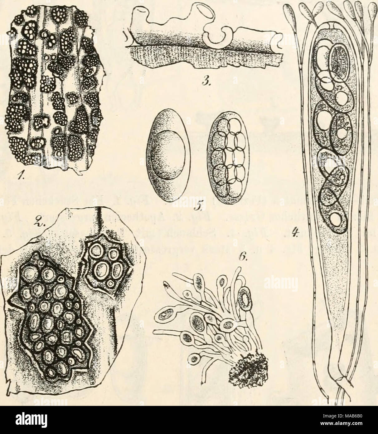 . Dr. L. Rabenhorst's KryptogamenFlora von Deutschland, Oesterreich