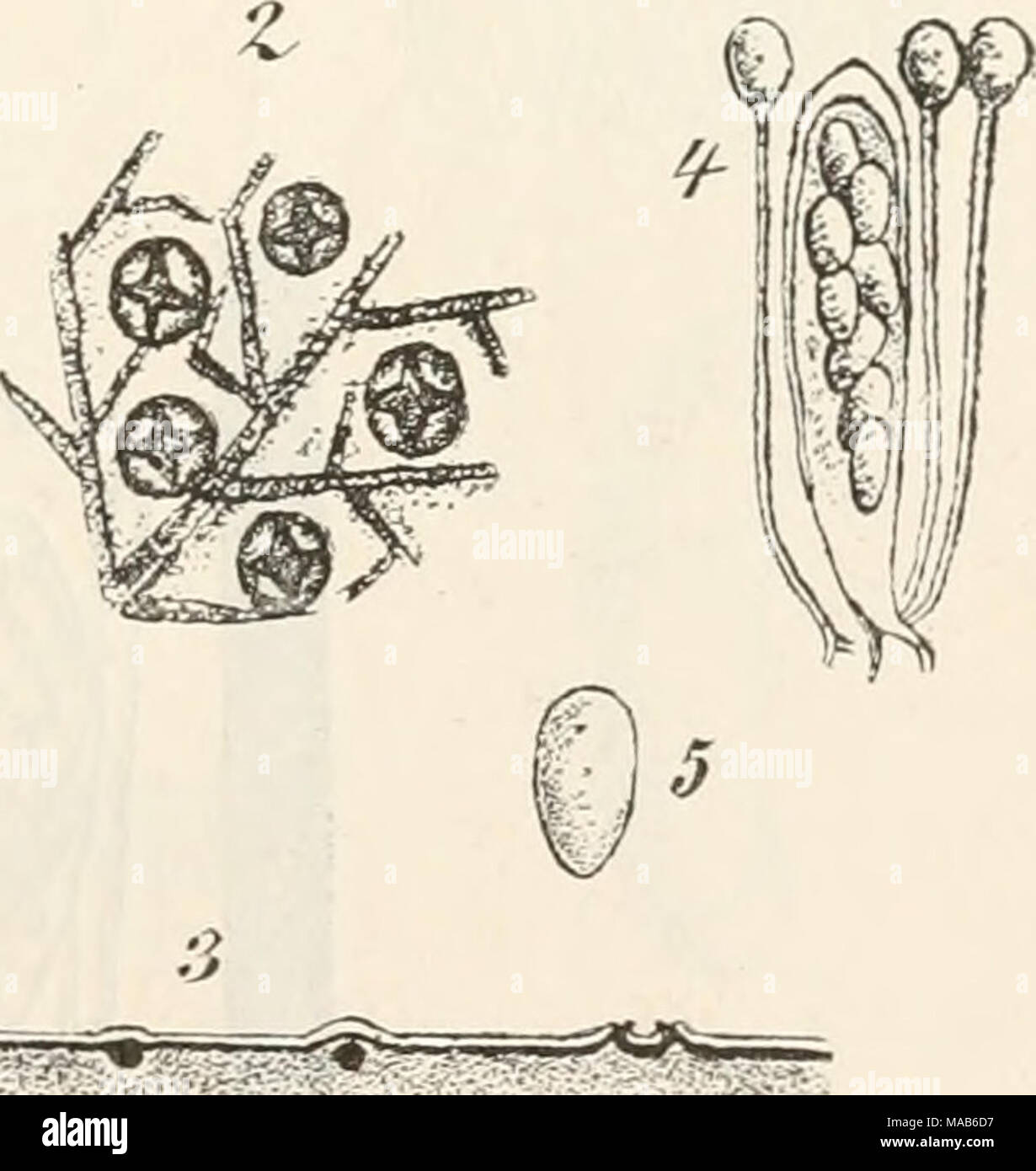 . Dr. L. Rabenhorst's Kryptogamen-Flora von Deutschland, Oesterreich und der Schweiz . ;^i^%feif^f#^#l^ Fig. 1—5. Naevia minutissima. Fig. 1. Ein Stück Eichenblatt mit dem Pilz in natürlicher Grösse. Fig. 2. Ein Stück davon mit Apothecien. Fig. 3. Quer- durchschnitt von Apothecien. Fig. 4. Schlauch mit Paraphysen. Fig. 5. Spore. (Kg. 2 und 3 massig, Fig. 4 und 5 stark vergrössert. Sämmthch Originalzeich- nungen nach der Natur.) Stock Photo