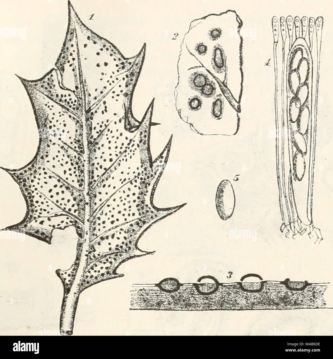 . Dr. L. Rabenhorst's Kryptogamen-Flora von Deutschland, Oesterreich und der Schweiz . Fig. 1â5. Trocbila Ilicis. Fig. 1. Blatt von Ilex Aquifolium mit dem Pilz in natÃ¼rlicher GrÃ¶sse. Fig. 2. Apothecien von oben gesehen. Fig. 3. Querschnitt durch Apothecien, Fig. 4. Schlauch mit Paraphysen. Fig. 5. Spore, (Fig. 2 u, y, massig, Fig. 4 u. 5 stark vergrÃ¶ssert. Alles nach der Natur; Originalzeichnung.) 'â â â â â â¢â¢ '-x^tf^^wl Stock Photo
