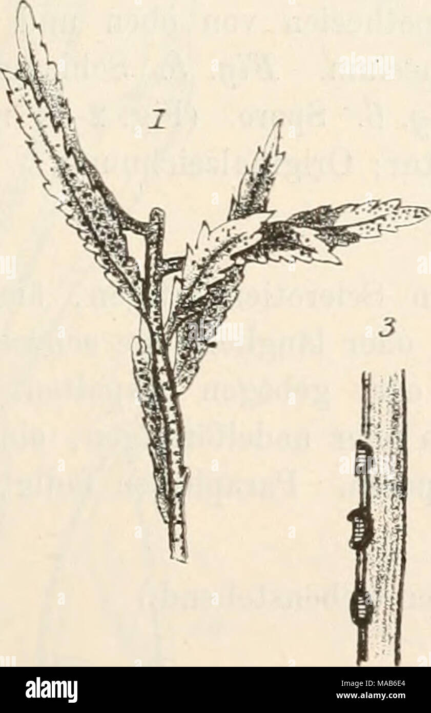 . Dr. L. Rabenhorst's Kryptogamen-Flora von Deutschland, Oesterreich und der Schweiz . Fig. 1—5. Schizothyriurn Ptarmicae. Fig. 1. Stengelstück mit dem Pilz in natürlicher Grösse. Fig. 2. Ein Stückchen des Stengels von oben gesehen. Fig. 3. Querschnitt durch 3 Apothecien. Fig. 4. Schlauch mit Paraphysen. Fig. 5. Sporen. (Fig. 2 u. 3 massig, Fig. 4 u. .5 stark vergrössert. Alles nach der Natur; Originalzeichnungen.) Stock Photo