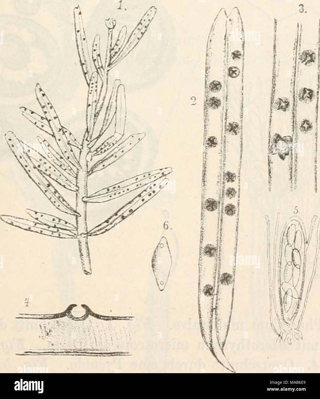. Dr. L. Rabenhorst's Kryptogamen-Flora von Deutschland, Oesterreich und der Schweiz . Fig. 1—6. Phaeidium abietinum. Fig. 1. Tannenästchen mit dem Pilz in natürlicher Grösse. Fig. 2. Eine Nadel mit dem Pilz. Fig. 8. Ein Stück einer Tannennadel mit Apothecien. Fig. 4. Durchschnitt eines Apotheciums. Fig. 5. Schlauch mit Paraphysen. Fig. 6. Eine Spore. (Fig. 2—4 massig, Fig. 5 u. G stark vergrössert. Alles nach der Natur: Originalzeiehnung.) Stock Photo