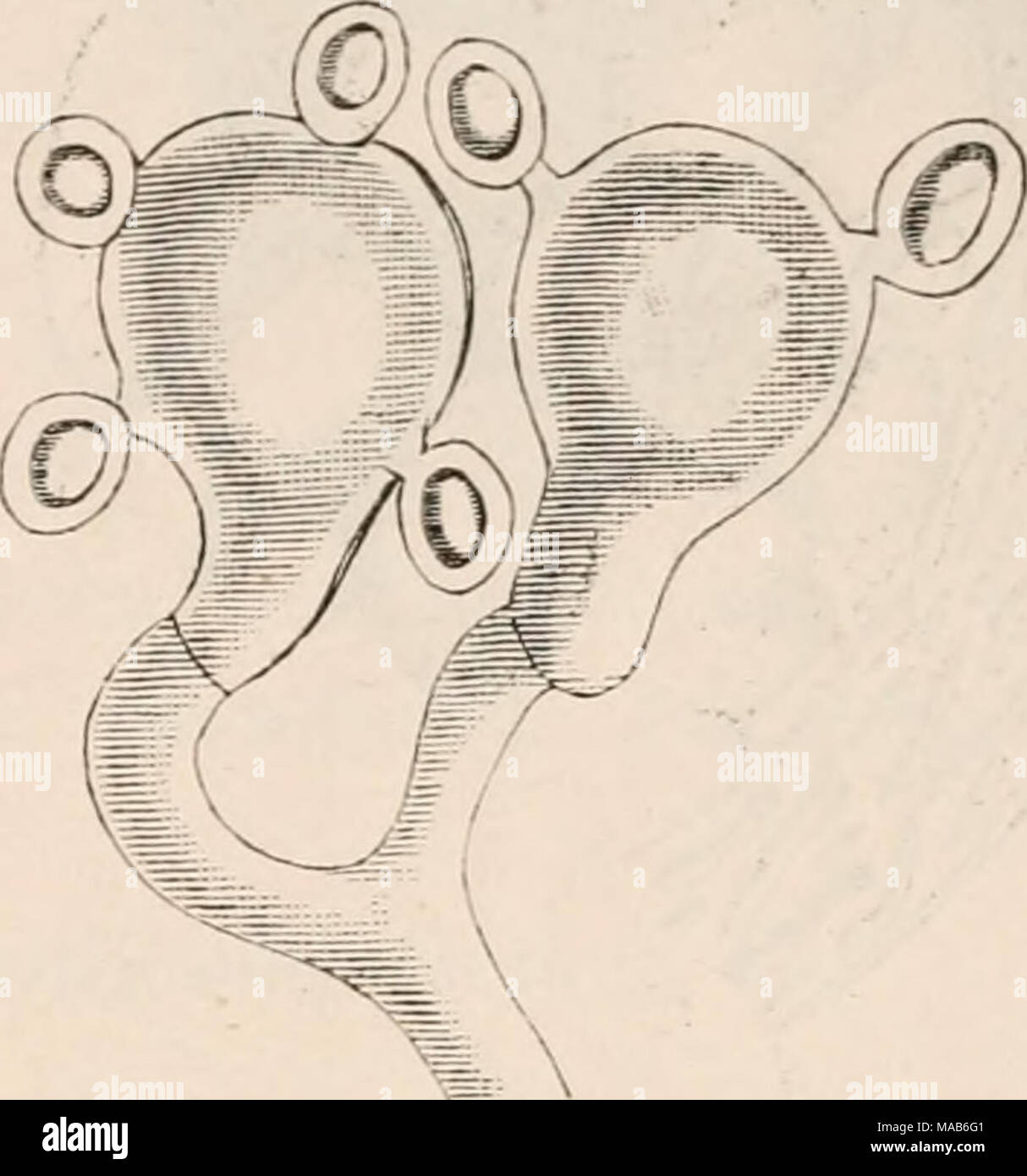. Dr. L. Rabenhorst's KryptogamenFlora von Deutschland, Oesterreich