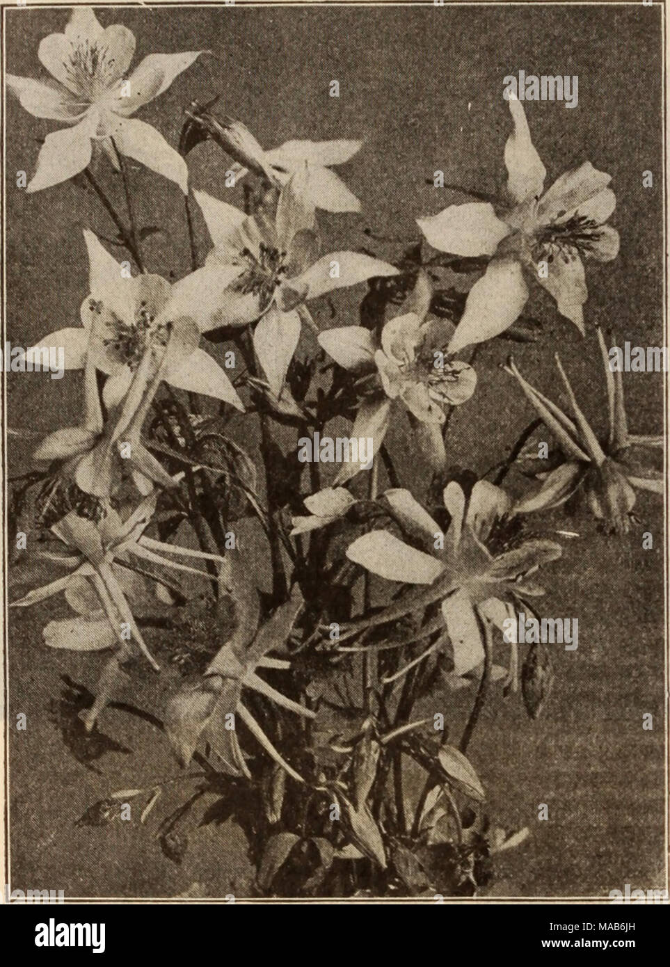 . Dreer's wholesale price list / Henry A. Dreer. . AQUILEGIA Tr. pkt. Oz. Achillea. PUrmica fl. pi.. &quot;The Pearl&quot; (Double White Yarrow). A fine white cut flower; blooms all summer Aconltum Napellus (Monkshood) Agrostemma Coronaria. Bright crimson Alyssum Saxatlle Compactum. Yellow Ampelopsls Veltchi (Boston Ivy). 60 cts. per '^-Ib. Anemone Coronaria. Mixed colors St. Brisld. Semi-double, fine Anthemis Tinctoria Kelwayi Anchusa Italica Dropmore Variety Aqullesria Californica Hybrida. Mixed colors .... Canadensis. Red and yellow Chrysantha. Yellow &quot; Alba. Pure white Coerulea. Blue  Stock Photo