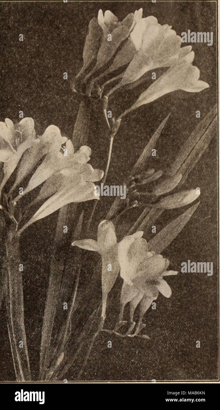 . Dreer's wholesale price list / Henry A. Dreer. . WHITE CALLA LILY FREESIA IMPROVED PURITY Allium Per 100 Per 1000 Aureutn. Yellow hardy $0 60 $5 00 Azureum. Bright azure blue, 50 cts. per doz. . 3 50 Hermetti Qrandiflorum. Pure white ... 75 6 CO Neapolitanum. White, valuable for forcing. ... 60 5 00 Anemones Duchess of Lorraine. Double rose Harold. Double, blue L'Eclair. Double, scarlet ... Ceres. Double, white tinted rose Rosette. Double, delicate rose . Double Mixed. All colors. $9.00 per 1000 . . Fulgens. Brilliant, single scarlet. A fine forcing variety. $14.00 per 1000. Single Scarlet.  Stock Photo