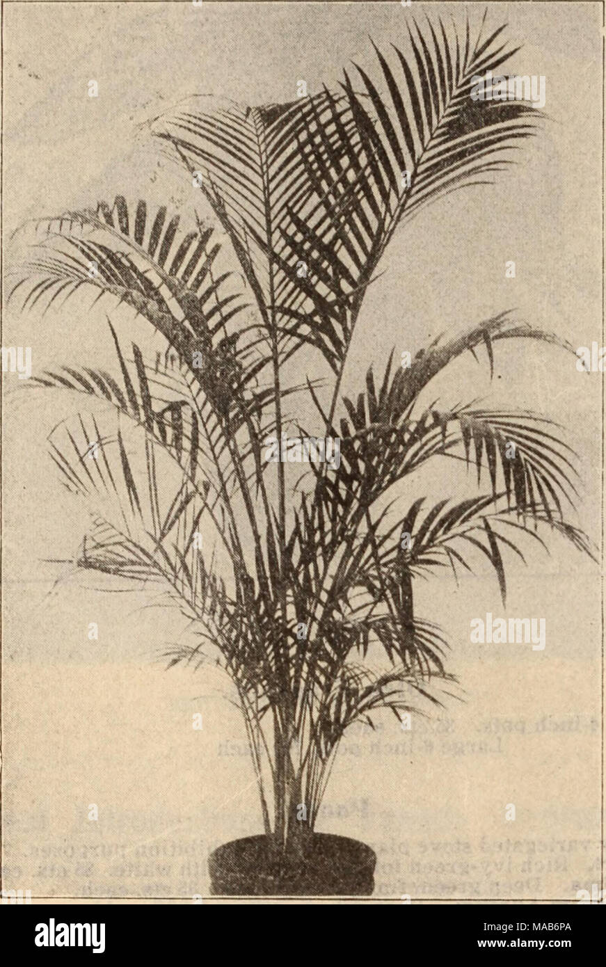 . Dreer's wholesale price list / Henry A. Dreer. . ARECA LUTKSCENS Acanthorhiza Aculeata. 6-inch pots, $1.50 each. Areca Lutescens. A splendid lot of 3-inch pots, 3 plants in a pot, a size that is very popular and that sells freely. $1.25 per doz.; $10.00 per 100; $90.00 per 1000. Areca Verschaffelti. 2'/4-inch pots, $1.50 per doz.; $10.00 per 100. 3 &quot; 2.00 &quot; 15.00 Arenga Saccharifera. 3-inch pots, 25 cts. each; $2.50 per doz. Caryota Sobolifera. 3-inch pots, 15 inches high. $1.50 per doz.; $10.00 per 100. Caryota Urens. 2'4-inch pots, $1.25 per doz.; $8.00 per 100. 3 &quot; &quot; 1 Stock Photo