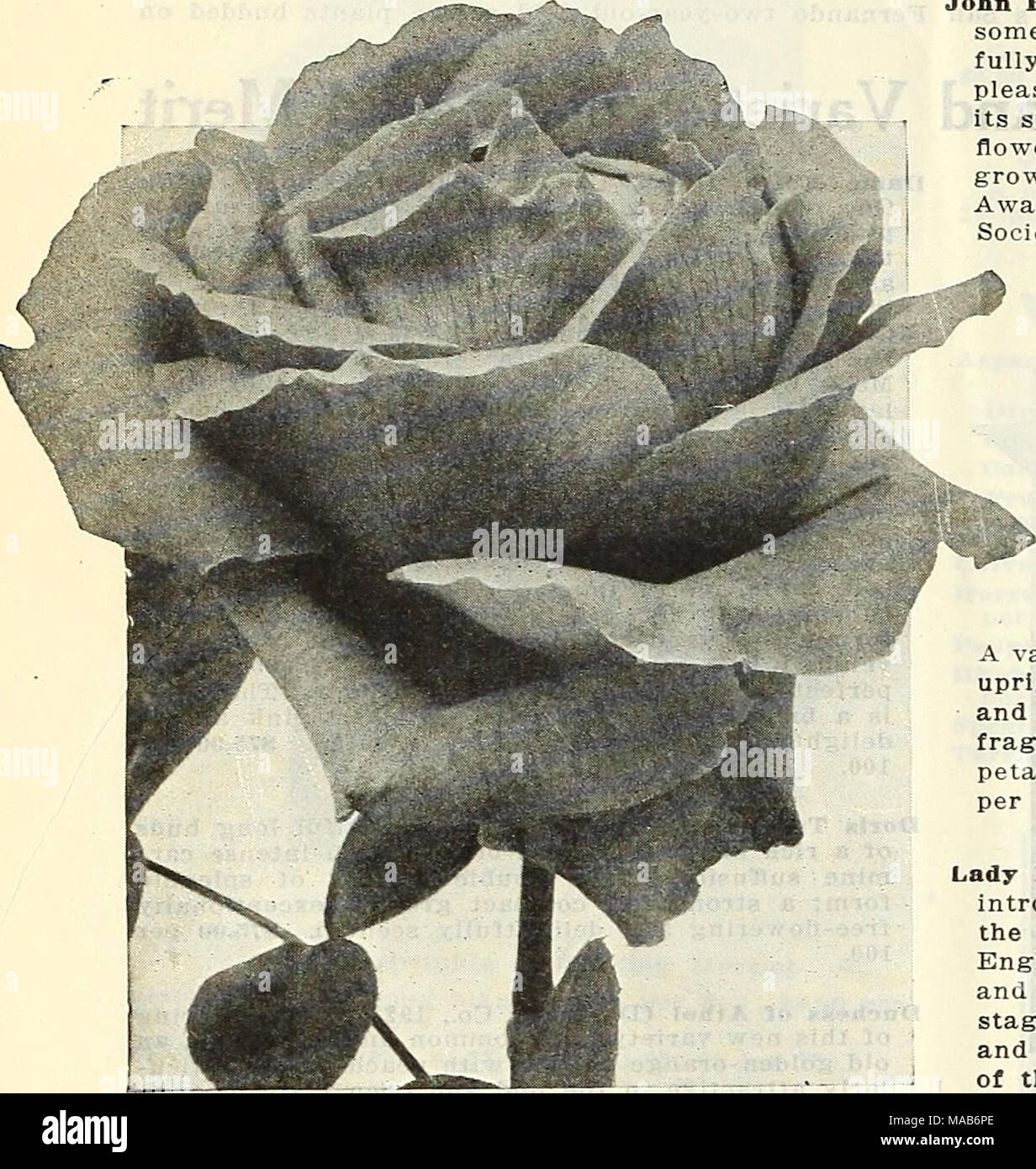 . Dreer's wholesale price list : bulbs for florists plants for florists flower seeds for florists . 'Sew Hybrid-Tea Rose, John Rnssell Irish Courage (McGredy, 1927). A splendid addition to the list of bi-colored Roses, the color being a soft shrimp-pink merging to salmon in the fully ex- panded petals, the whole overlaying a golden orange ground, this color being very pronounced at the centre of the flower. Growth and fragrance mod- erate, with attractive dark glossy-green foliage. $75.00 per 100. Irish Hope (McGredy, 1927). A splendid and distinct red with well-formed buds composed of heavy,  Stock Photo