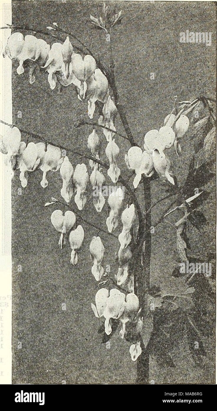 . Dreer's wholesale price list : bulbs for florists plants for florists flower seeds for florists . Dreer's Hybrid Delphinium Sielytra Spectabills (Bleeding Heart) Gaillardia (Blanket Flower) ., ,.., , , -, Per doz. Per 100 Grandlflora .'.':'. ...Iv .'.i .i'.V/'.V ;;...'1'. $150 $1000 Gentiana Andrewsl (Blue Gentian) 2 00 15 00 Geranium (Crane's Bill) Sangulneiim 1 75 12 00 Geum (Avens) Atrosangulnium Flore-p1ena. Brilliant double scarlet 1 75 12 00 Lady Stratheden. New double rich g-olden-yellow 1 75 12 00 Mrs. Bradshaw. Very large double scarlet 1 75 12 00 Hardy Ferns Aspldluin Acrostiehoide Stock Photo