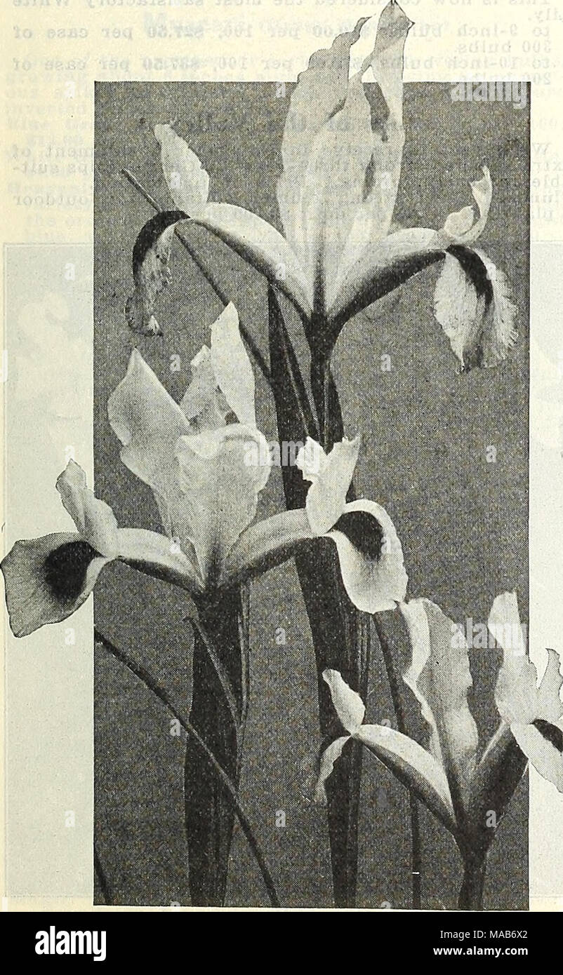 . Dreer's wholesale price list : bulbs for florists plants for florists flower seeds for florists . Stock Photo