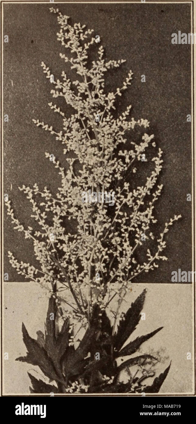 . Dreer's wholesale price list / Henry A. Dreer. . ARTEMISIA LACTIFLORA Arabis (Rock Cress). Aiplna. Early flowering, single white, 3-inch pots . $0 85 $6 00 Flore Plena. Double white, 3-inch pots .1 25 8 00 Arenaria (Sand Wort). Montana. 3-inch pots 1 50 10 00 Armeria Plantaginea Gigantea (New Giant Thrift). The most effective variety yet introduced, grows fully 3 feet high, with rigid stems, bearing large globular heads of glistening pink flowers. 35 cts. each; $3.50 per doz. Armeria (Thrift—Sea Pink). doz. Per 100 Marltlma Splendens. 3-inch pots $0 85 $6 00 Alba. 3-inch pots 85 6 00 Aralia. Stock Photo