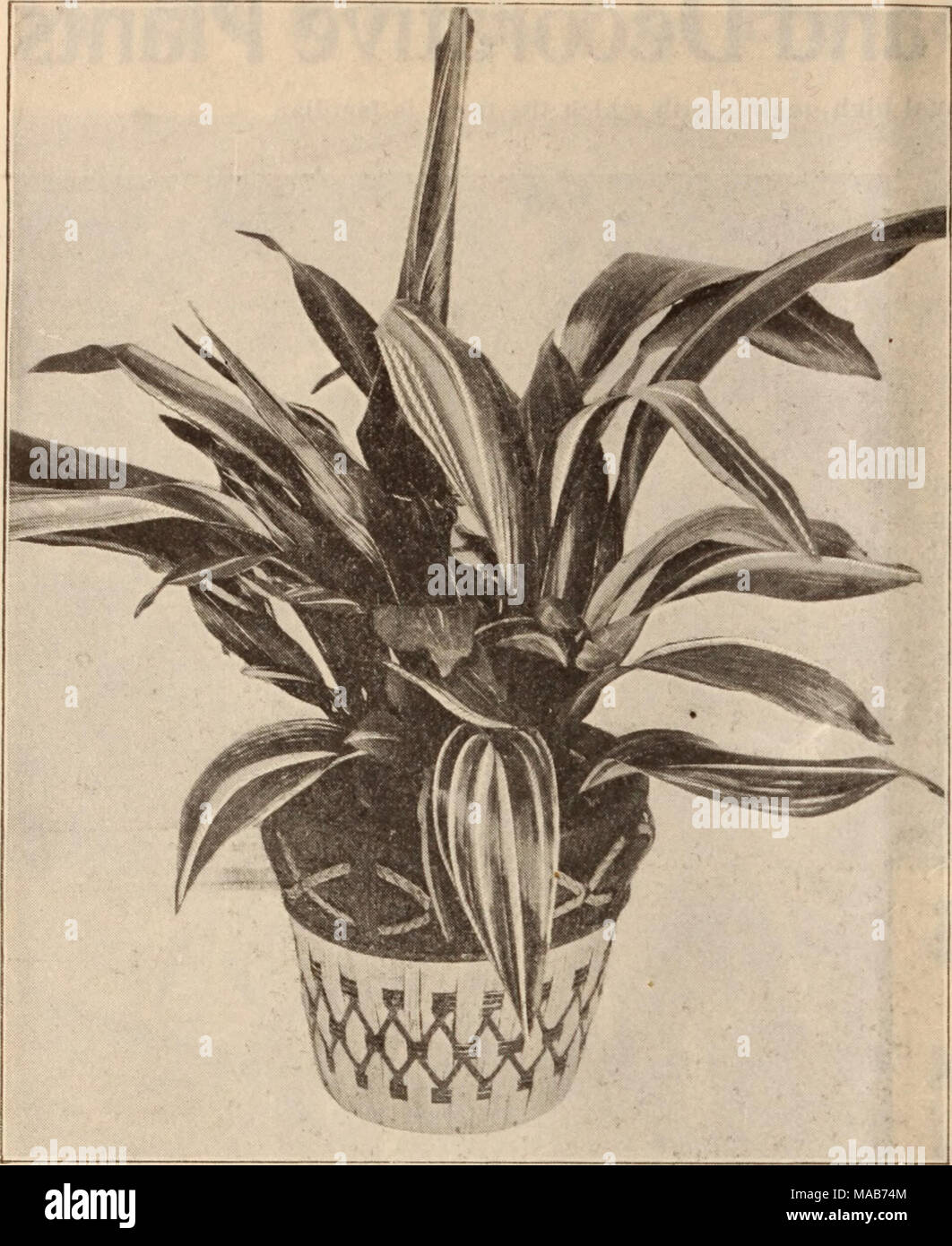 . Dreer's wholesale price list / Henry A. Dreer. . ASPIDISTRA LURIDA VARIEGATA Ardisia Crenulata. A fine lot of thrifty young plants. 2-inch pots, $0.85 per doz.; $6.00 per 100; $50 00 per 1000. 4 &quot; 3.00 &quot; 20.00 &quot; 175.00 Asclepias Lanceolata. A very dainty white-flowered form of the milk-weed, growing about 18 inches high, in flower almost always. 2'/4-inch pots, $1.00 per doz.; $7.00 per 100. Stock Photo