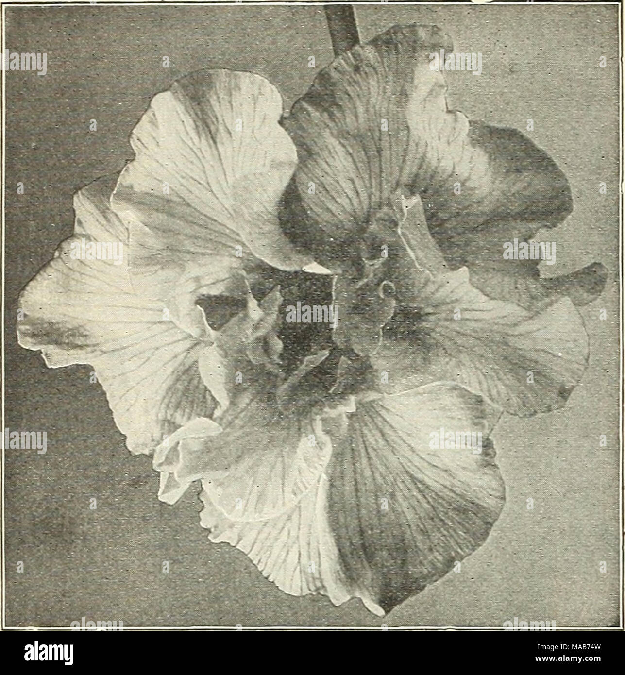 . Dreer's wholesale price list : flower seeds for florists plants for florists bulbs for florists vegetable seeds sundries for florists . Japanese Iris Dreer's Imperial Japanese Iris ]Vo. Order by name or nninber 3. Kosni-no-iro. Violet-blue veined with white; 6 petals. 4. Ifomo-no-niui. A fine free flowering creamy white; 6 petals. 5. Koki-no-iro. Light violet-purple with white : veins; 6 petals., 26. TTcliiu. Rich crimson-purple, veined white; 6 petals. 31. Rinho. Eich lively purple with white veinings; 6 petals. 36. Knino-no obi. Lavender-blue; 6 petals. 43. Shi-nn-ryo. Greyish white, deepl Stock Photo