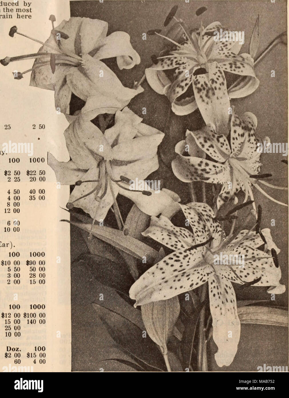 . Dreer's wholesale price list / Henry A. Dreer. . 4 50 4 00 00 12 00 6 00 10 00 LILIUM SPECIOSUMS Montbretias. All of these are highly useful to the florist as a late summer cut flower, particularly the new large flowering variety Germania. Per doz. Per 100 Aurantiaca . Crocosmiseflora Etolie de Feu Qermanla Rayon d'Or . Speciosa . . $1 50 1 CO 1 50 2 00 1 50 1 50 Tigridias. Aurea. Rich yellow Conchiflora Qrandiflora Alba &quot; Rosea Pavonia Qrandiflora Tuberoses. Doz. 100 1000 . 30 $2 25 $20 00 20 2 25 20 00 30 2 25 20 00 311 2 25 20 00 30 2 25 20 00 Double Excelsior Pearl, extra selected b Stock Photo