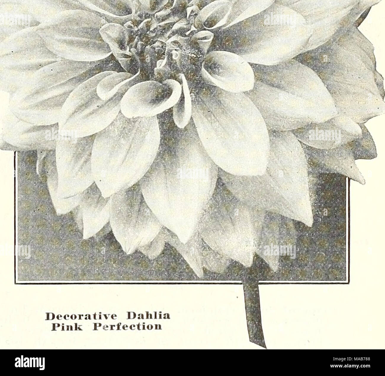 . Dreer's wholesale price list : flower seeds for florists plants for florists bulbs for florists vegetable seeds sundries for florists . Decorative Dahlia Pink Perfection Olivia. The medium-sized fiowers of perfect form; produced very freely on good, stiff stems; are of an attractive violet-mauve; usually tipped with a small dash of white. $15.00 per doz.; $100.00 per 100. Oregon Beauty, Intense Oriental-red with golden sheen and garnet suffusion; flowers large. $2.50 per doz.; $18.00 per 100. Patrick 0'3Iara. This has won high honors at many shows throughout the country. It is of free-flower Stock Photo