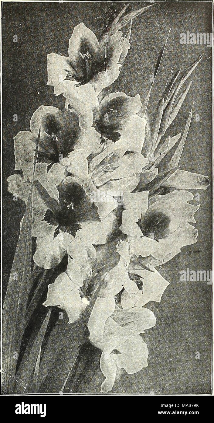 . Dreer's wholesale price list : flower seeds for florists plants for florists bulbs for florists vegetable seeds sundries for florists . Gladiolus, Gold Medal Hybrids Ruffled Gladiolus This recently developed type have all the good qual- ities of the family with the added attraction of having the flowers nicely rufiled or fluted, giving them a grace not possessed by the regular sorts. Anthony B. Kunderd. Delicate cream overlaid blush- pink, lower petals primrose flushed pink at edges heavily ruffled. $1.25 per doz.; $10.00 per 100. E. J. Shaylor. A superb beautifully ruffled sort; color, deep Stock Photo