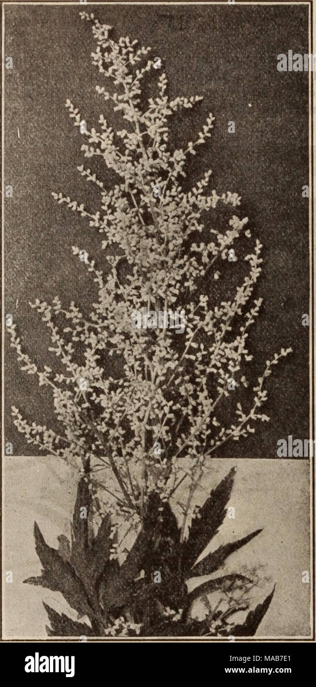 . Dreer's wholesale price list / Henry A. Dreer. . ARTEMISIA LACTIFLORA Anthericum (St. Bruno's Lily). Perdoz. Per 100 Llliastrum Qisranteum (Giant St. Bruno's Lily) . $2 00 $15 00 Liliastrum. Strong 75 5 00 Liilago. Strong 75 5 00 Aquilegia (Columbine). Canadensis. Our native Columbine, bright red and yellow. Californlca Hybrida. An extra fine mixture. Coerulea. The true blue Rocky Mountain Columbine. Chrysantha. The beautiful golden-spurred Columbine. Flabellata Nana Alba. Early dwarf, pure white. Truncata. Scarlet with yellow tips. Vulgaris. The European violet-blue Columbine. Price. Strong Stock Photo