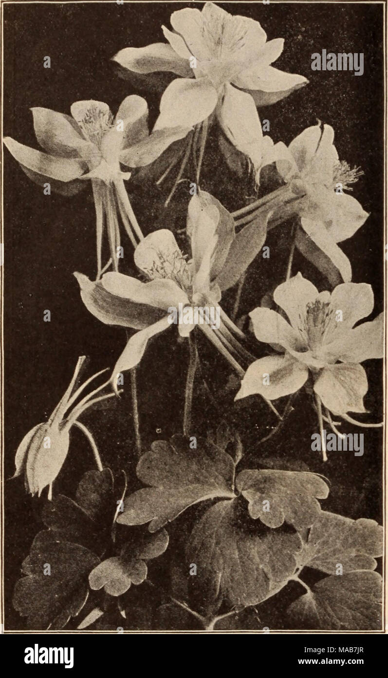 . Dreer's wholesale price list / Henry A. Dreer. . AQUILEGIA OR COLUMBINE Tr. pkt. Oz. Acanthus mollis latlfolius |0 10 Achillea, Ptarmica fl. pi., &quot;The Pearl&quot; (Double White Yarrow). A fine white cut flower; blooms all summer 50 3 00 Aconltum Napellus (Monkshood) 20 60 Agrostemina Coronarla. Bright crimson ... 10 15 Aiyssum Saxatile Compactum, Yellow 10 25 Ampelopsis Veitchi (Boston Ivy). $1.50 per lb. • • 10 15 Anemone St. Brigid. Semi-double, fine 25 1 00 Anthemis Tinctoria Kelwayi ... 10 30 Anchusa Italica Dropmore Variety 25 1 00 Aquilesria Californica Hybrida. Mixed colors ... 3 Stock Photo