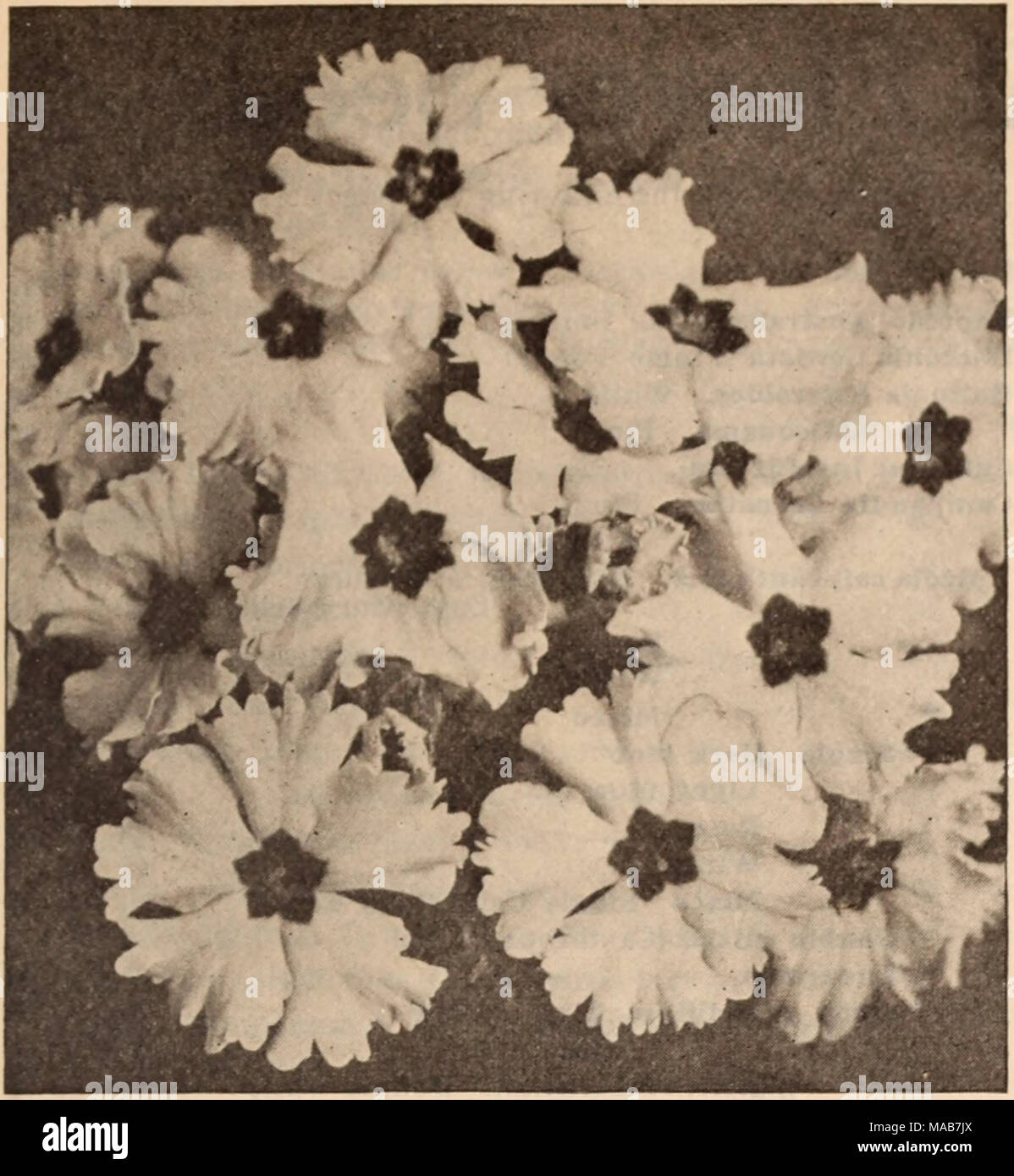 . Dreer's wholesale price list / Henry A. Dreer. . LARGE-FLOWERING CHINESE PRIMROSE (Offered on preceeding page) Schizanthus (Fringe Flower) j Tr. pkt. Oz. Dwarf Large Flowered. Mixed 25 $1 00 Wisetonensis. Fine for pots 40 2 00 Stocks (Gilliflower) Our stocks are grown specially for us by an expert, and will produce over 90 per cent, double flowers. Cut-and-Come-Again Ten Weeks' Stocks Splendid perpetual-blooming class; they throw out numerous side branches, all bearing very double fragrant flowers; excellent for cutting. Tr. Pkt. Oz. Princess Alice. Snow-white 50 $3 00 La France. Silvery ros Stock Photo