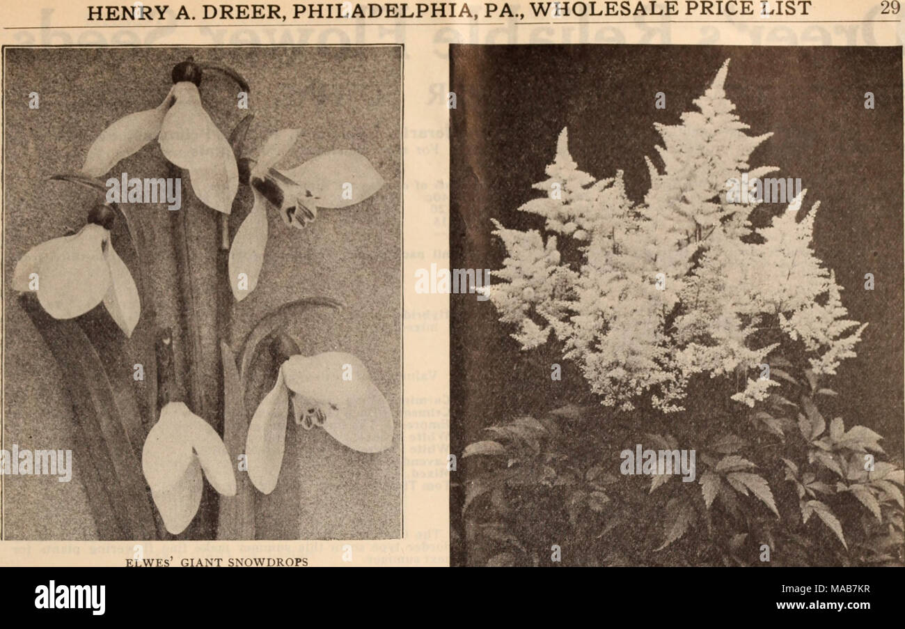 . Dreer's wholesale price list / Henry A. Dreer. . Ornithogalum PerlOO Per 1000 Arabicum. A showy species with clusters of white flowers with black centre, sweet scented; easily forced $1 50 Oxalis Bermuda Buttercup. Extra strong Bowiei. Rosy crimson; fine Grand Duchess, Pink White *' &quot; Lavender .... Mixed. All colors Puschkinia Labanotica (Striped Squill) Ranunculus Persian. Double, all colors mixed Turban. Double, all colors mixed French. Double, all colors mixed Scilla Siblrica. Deep blue, strong bulbs Campanulata. Blue &quot; Rose White Mixed Snowdrops (Galanthus) Single. Pure white D Stock Photo