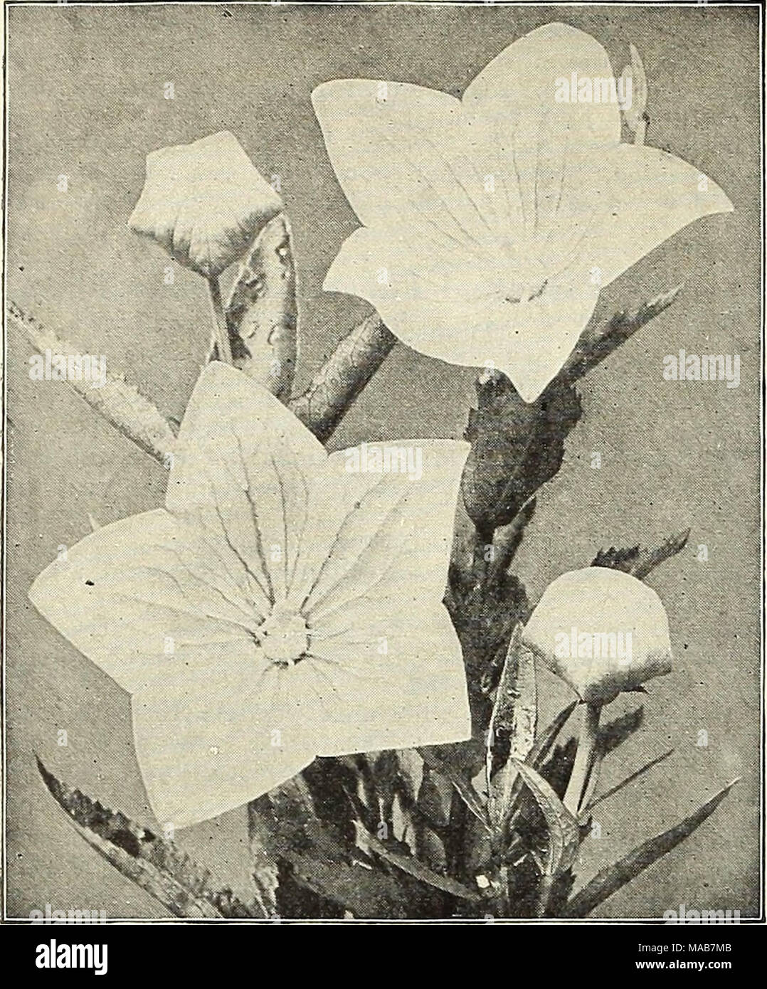 . Dreer's wholesale price list : flower seeds for florists plants for florists bulbs for florists vegetable seeds fertilizers, fungicides, insecticides, implements, etc . Platycodon Grandifloram Platycodon (Japanese Bell Flower) Perdoz. Orandiflora. Blue. Two-year-old roots. .. $150 &quot; White. Two-year-old roots. ISO Plumbago (Lead Wort) Larpentse. Strong plants, 3-inch pots.... 150 Polemonium (Jacob's Ladder) Reptaiis. 3-inch pots 1 75 Richardsoiii. 3-inch pots 1 75 &quot; Alba. 3-inch pots 175 Potentilla (Cinquefoil) Panorama. Double orange with reddish- purple stripes 2 50 Variabilis Ple Stock Photo