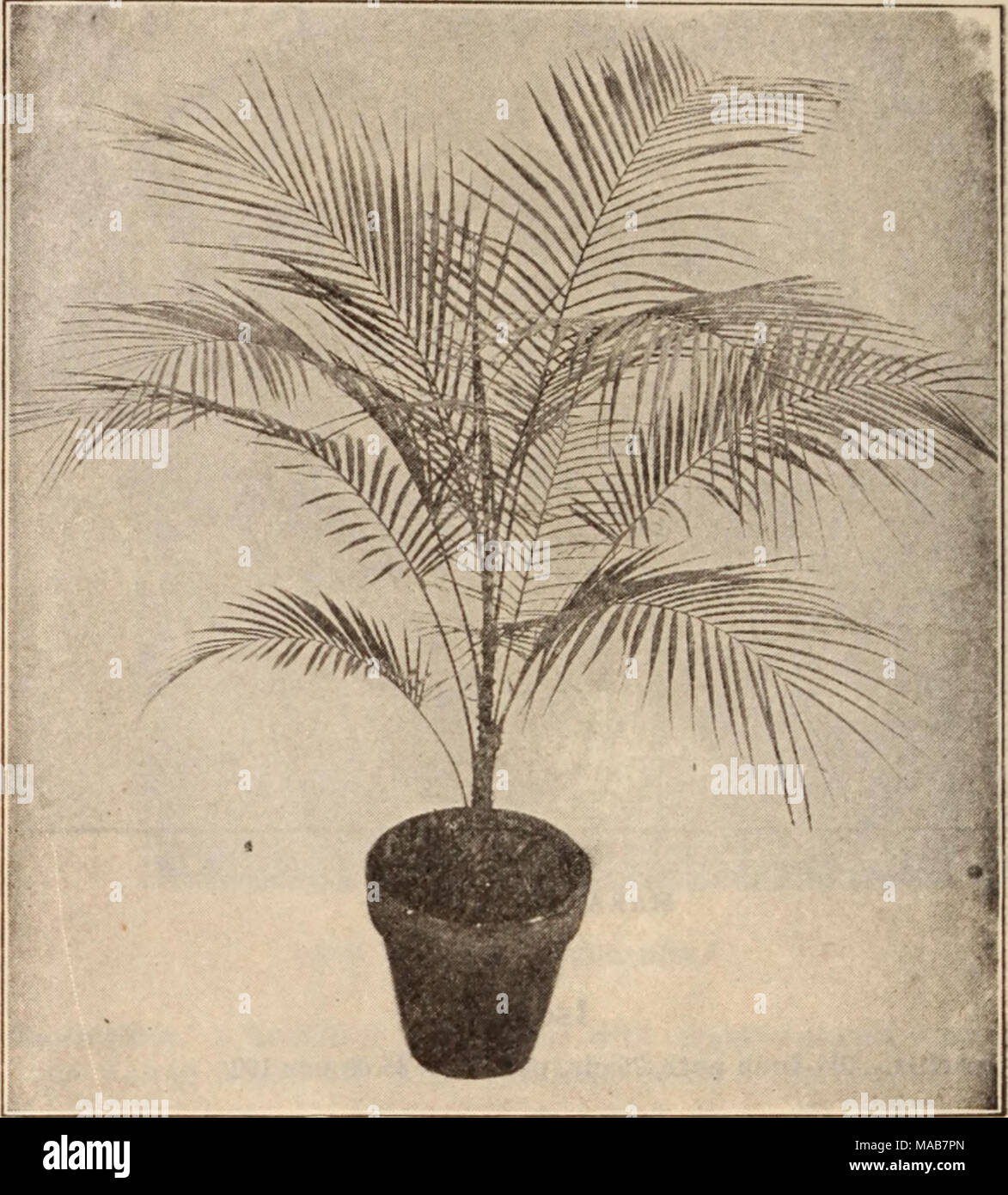 . Dreer's wholesale price list / Henry A. Dreer. . COCOS WEDDELIANA Acanthorhiza Aculeata. 5-inch pots, 11.50 each. Areca Lutescens. A splendid lot of 3-inch pots, 3 plants in a pot, a useful size that sells very freely. $1.25 per doz.; $10.00 per 100; $90.00 per 1000. Bactris Major. A rare and unique Palm, interesting on account of the long spines with which both surfaces of the leaf are covered. 5-inch pots, $1.50 each. Calimeris Ciliata. A splendid collection Palm of so-termed climbing habit. 3'/2-inch pots, $3.00 each. Caryota Urens. 2'/4-inch pots, $1.25 per doz.; $ 8.00 per 100. 3 &quot; Stock Photo
