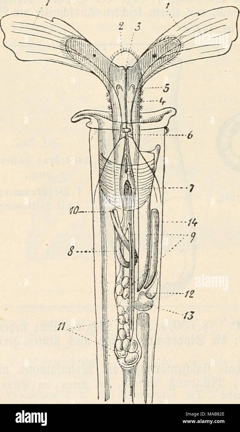 . Dr. Johannes Leunis Synopsis der thierkunde. Ein handbuch für höhere lehranstalten und für alle, welche sich wissenschaftlich mit der naturgeschichte der thiere beschäftigen wollen . ?fig. 707. Uefierfic^t über ben Sau uon CresSis acicüla; öcrgrcßert, mit SSeglaffung ber Binteren ©pi^c; 9tnft(f)t »cn ber SKüdenfcite. 1 5Ioffcn; 2 Wittetlappen be§ tfufieS; 3 5[Runb; 4 (gpeiferchre; 5 mWr; 6 ©ehirnganglicn; 7 SKagen; 8 3)orni; 0 Slinbbarnt; 10 ?Ifter; 11 @efd^Ie^t§brüfe; 12 5ßcrl)pf be§ §er5eng; 13 Kammer beS ^erjenä; 14 9Jierc. äußere ©d^ale ift bei ben jungen JT^ieren aufäng(id) ftetS oorban Stock Photo