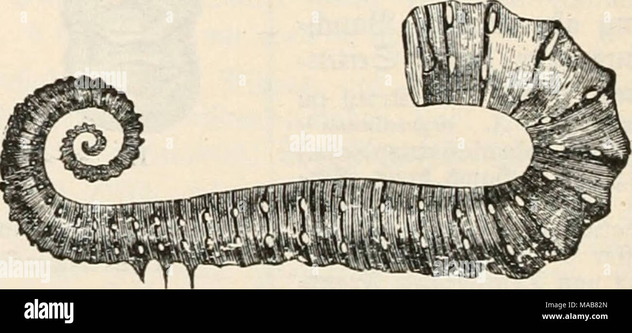 . Dr. Johannes Leunis Synopsis der thierkunde. Ein handbuch für höhere lehranstalten und für alle, welche sich wissenschaftlich mit der naturgeschichte der thiere beschäftigen wollen . 5ig. 700. Hamites (Ancylocfiras) matheroiianu.s, üertleinert. 1) Harpoceras=äf&gt;nIit^e. 2) apTiY) ©ie^el, xepa? jjorn. 3) fi^Iongeuförmig. 4) Steplia- noc6ras = äf;nIi(^e. 5) atecpavos trauj, jSrone, xepa? £&gt;orn. 6) ucn oxdcpT] «gd^iff, Äaf}n. 7) gleic^. 8) hamus §aten. 9) runb.. Stock Photo