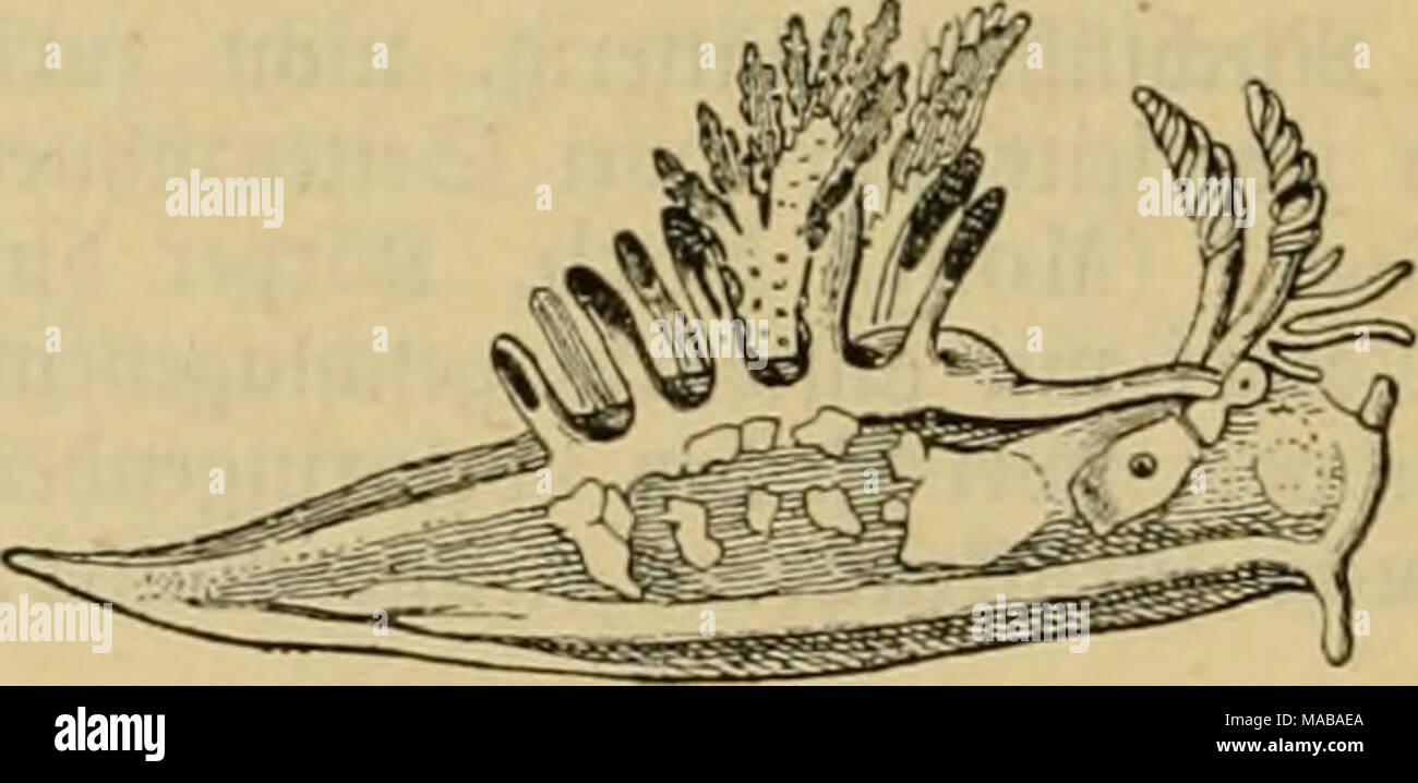 amateur ein link tragen