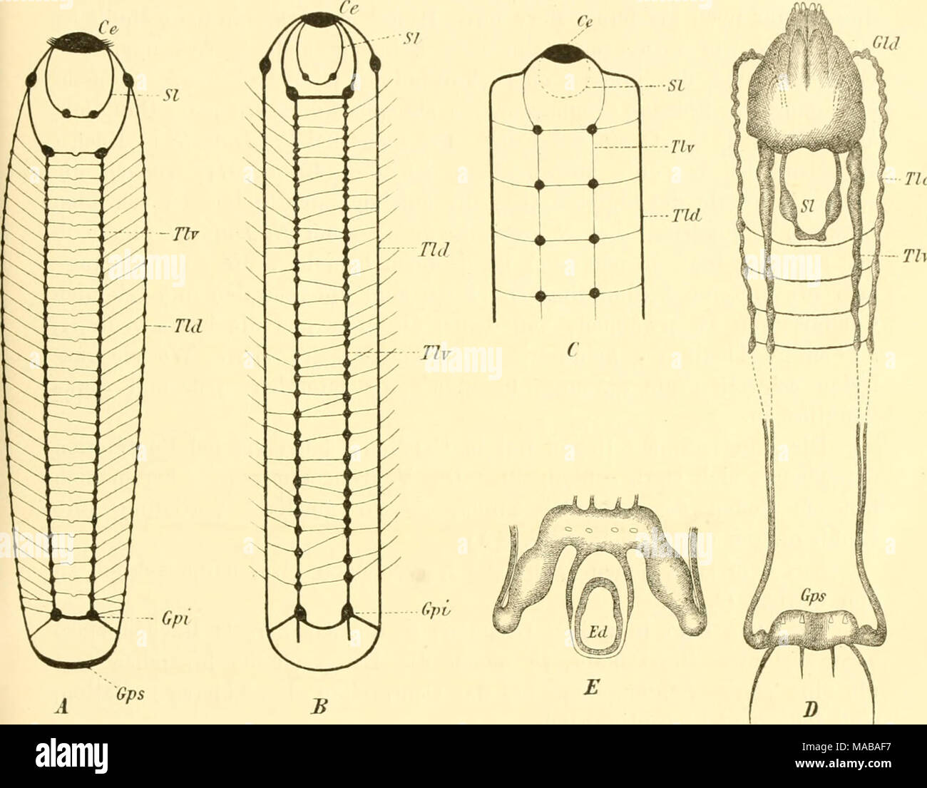 page 2 enddarm high resolution stock photography and images alamy
