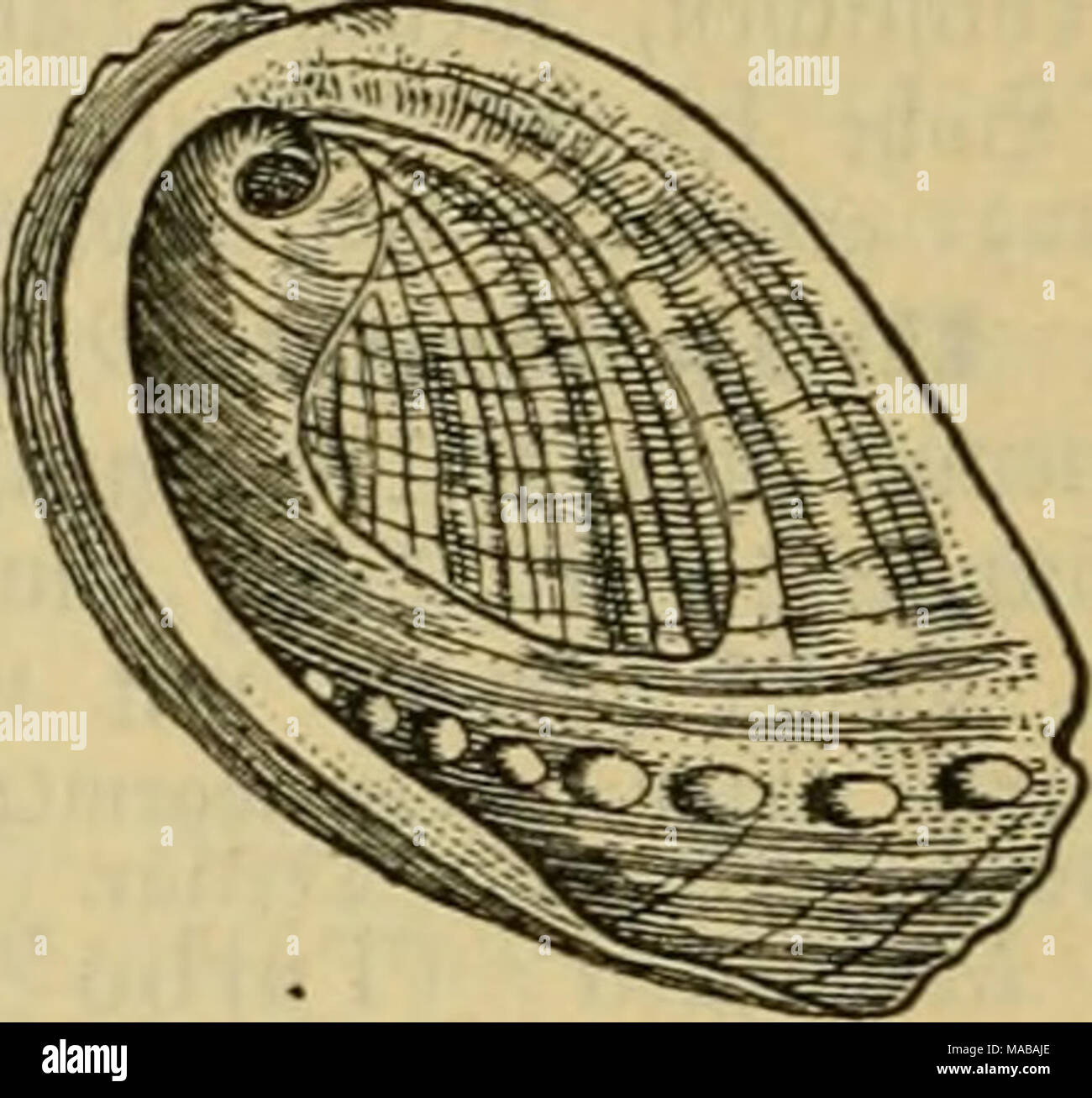 . Dr. Johannes Leunis Synopsis der thierkunde. Ein handbuch für höhere lehranstalten und für alle, welche sich wissenschaftlich mit der naturgeschichte der thiere beschäftigen wollen . 5-ig. 85ti. Oemeinci' Seeolir, Haliötis tuberculata, öon innen, in 1/3 ber natürt. ®rö§e. 1) nXeupd gelte, topLir, (Sinfc^nitt. 2) scissüra 9ii6. 3) geträufelt. 4) BeXXepocpujV ml&gt;tf)olo,qif(^er Diamc, Sof)n beö OlaucuS, @ntel beS (£ifpp^u?. 5) Haliötis »äljnlicfie. 6) 'JcX? TOeer, &lt;jU; Cbr. 7) fnotig, ^iJderig, mit ^Beulen (tiibereülum (£rl;c^ung). 8) Ütegenbogert.. 9) röhrentragenb. 10) riefig. 11) Fissu Stock Photo