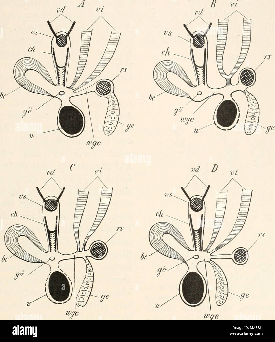. Dr. H.G. Bronn's Klassen und Ordnungen des ThierReichs