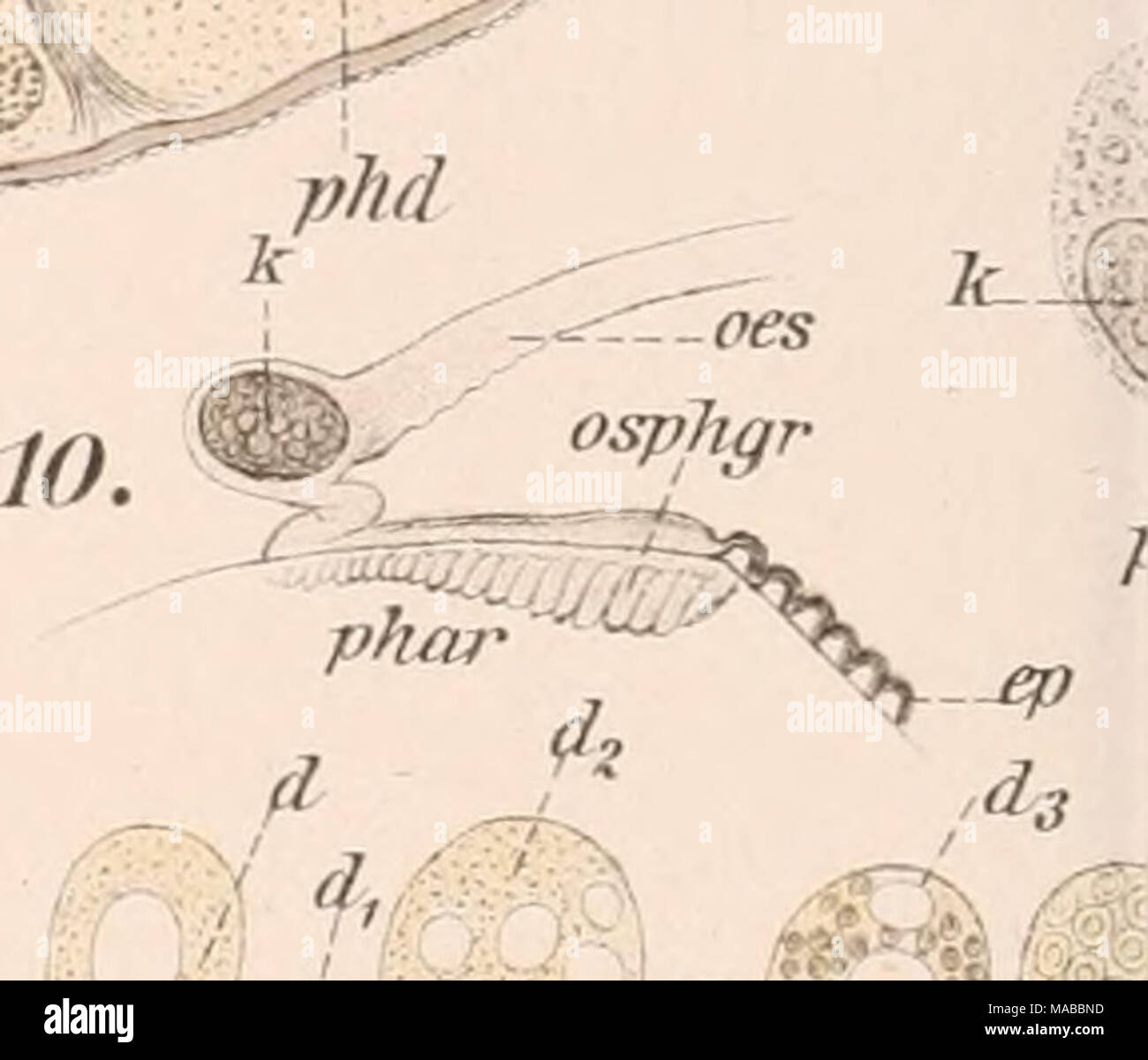 . Dr. H.G. Bronn's Klassen und Ordnungen des Thier-Reichs : wissenschaftlich dargestellt in Wort und Bild . »-7 ^&gt;-^5 pl. jß a .%;t-^ Stock Photo