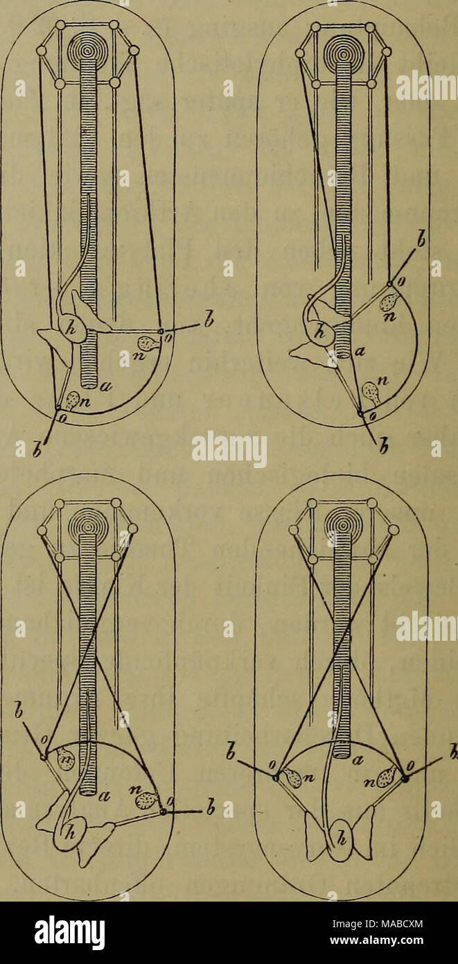 . Dr. H. G. Bronn's Klassen und Ordnungen des ThierReichs