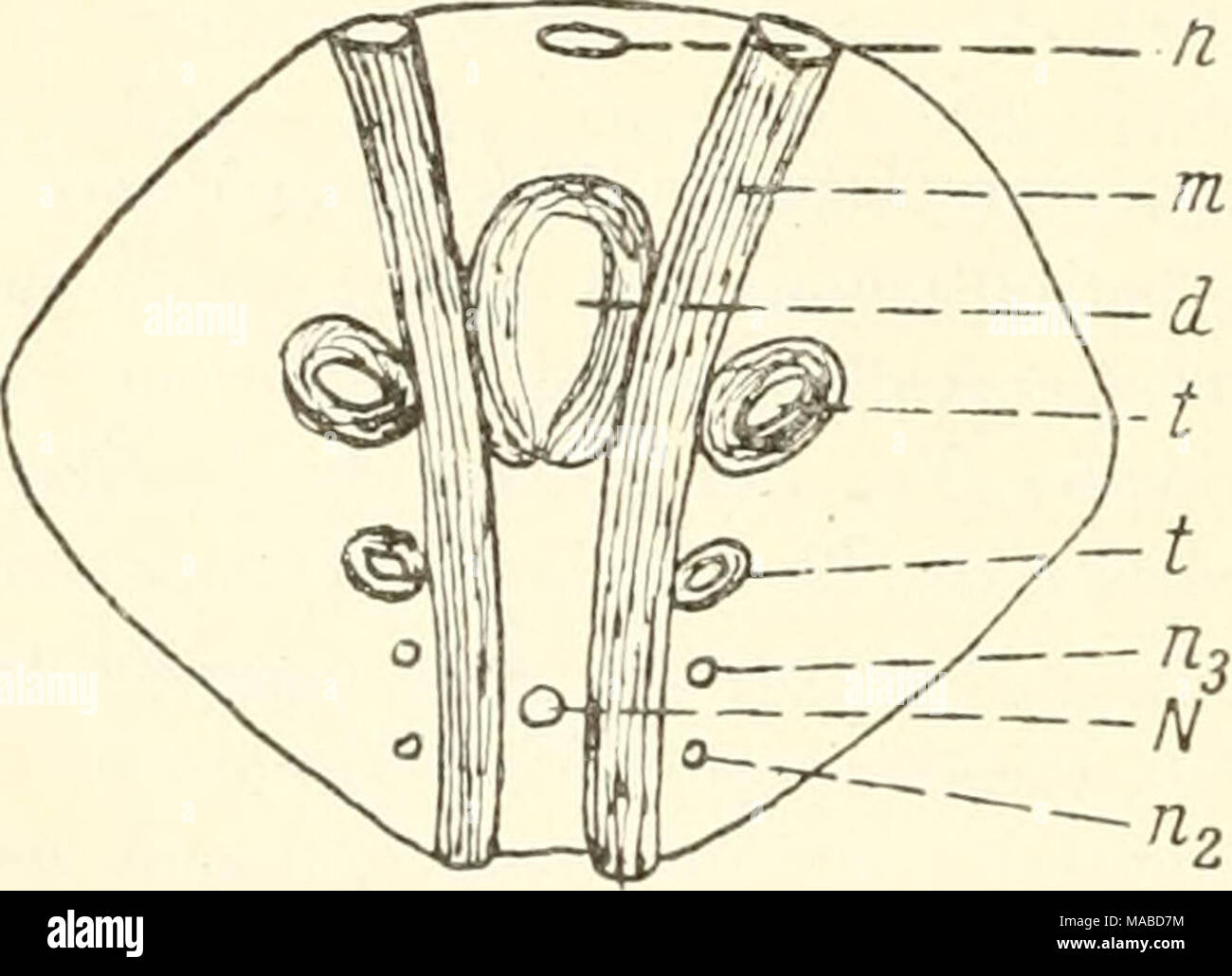 . Dr. H. G. Bronn's Klassen und Ordnungen des Thier-Reichs : wissenschaftlich dargestellt in Wort und Bild . Abb. 357. Schema des Diaphragma von Galeodes (Galeodellus) caspnis (Bir.), von hinten her gesehen (Kästner 1933). — Durch das Dia- phragma werden hindurchgelassen d = Darmkanal, mit nicht völlig schließendem Muskelring; h = Herz; n2, nz — Nerven des 2. und 3. opi- sthosomalen Segments, N — Haupt- nervenstrang (Ramus medialis); t = Tracheenstämme, durch Ringmusku- latur verengt; m = Dorsoventral- muskel des 2. opisthosomalen Seg- ments, der Hinterseite des Dia- phragma eng anliegend. Stock Photo