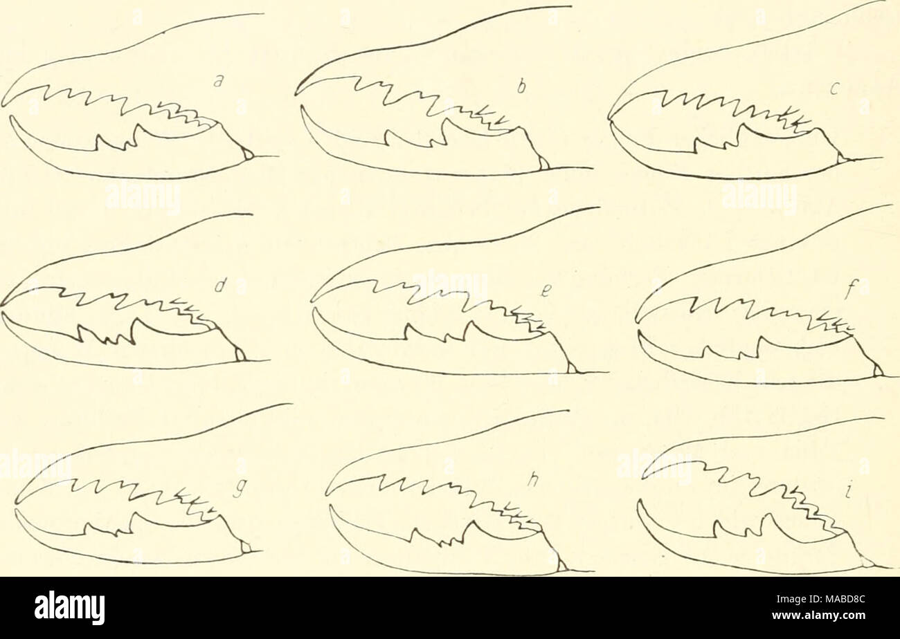 . Dr. H. G. Bronn's Klassen und Ordnungen des Thier-Reichs : wissenschaftlich dargestellt in Wort und Bild . Abb. 334. Medialansicht der rechten Chelicere des c von: a = Mummucia variegata (Gerv.); b = Mummucia patagonica n. sp.; c = Mummucia mendoza n. sp.; d = Gaucha stoeckeli n. sp.; e = Mummucipes paraguayensis n. sp.; /= Mummuciella simoni n. sp.; g = Mummuciella atacama n. sp.; h = Mummticina titschacki n. sp.; i = Procleobis burmeisteri Kraepl. (nach Typus; Behaarung weggelassen). Die Diagnose des Autors läßt an Genauigkeit der Bezahnung der Cheli- ceren und der Bedornung der Beine rech Stock Photo