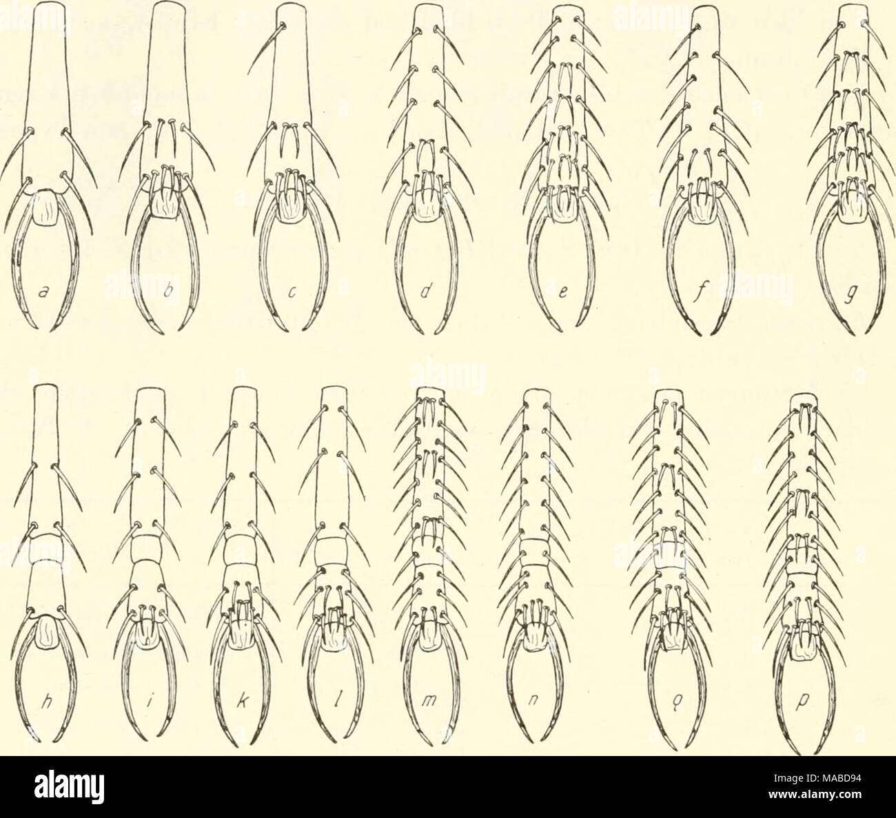 Eremochelis hires stock photography and images Alamy