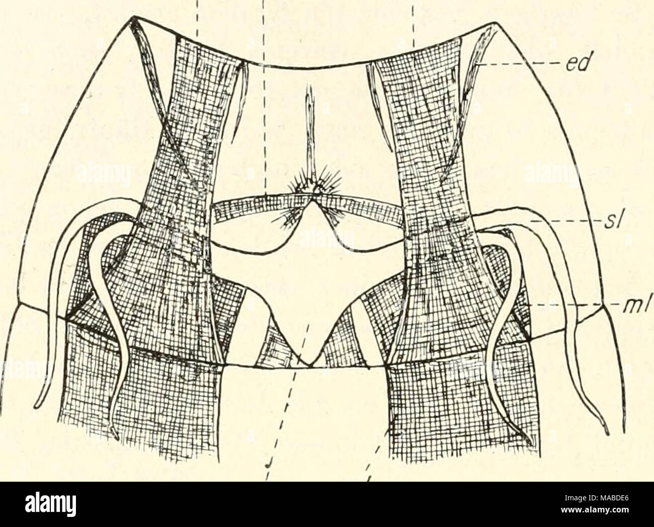 Galeodes hires stock photography and images Alamy