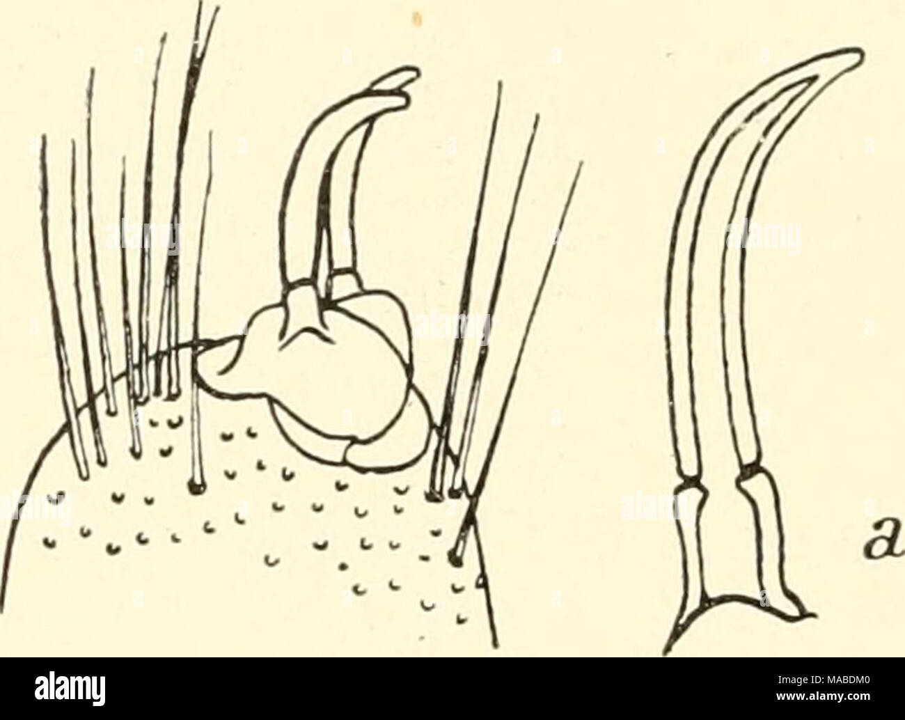 Melanus hires stock photography and images Alamy