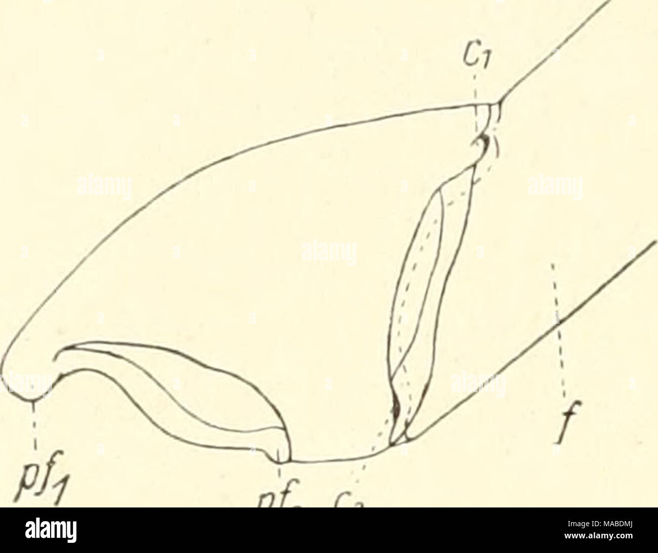 Rhagodes hires stock photography and images Alamy