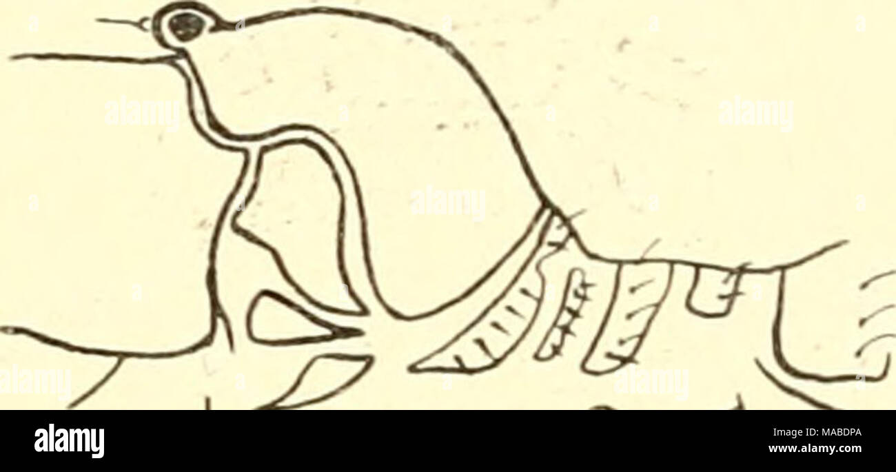 Rhagodes hires stock photography and images Alamy