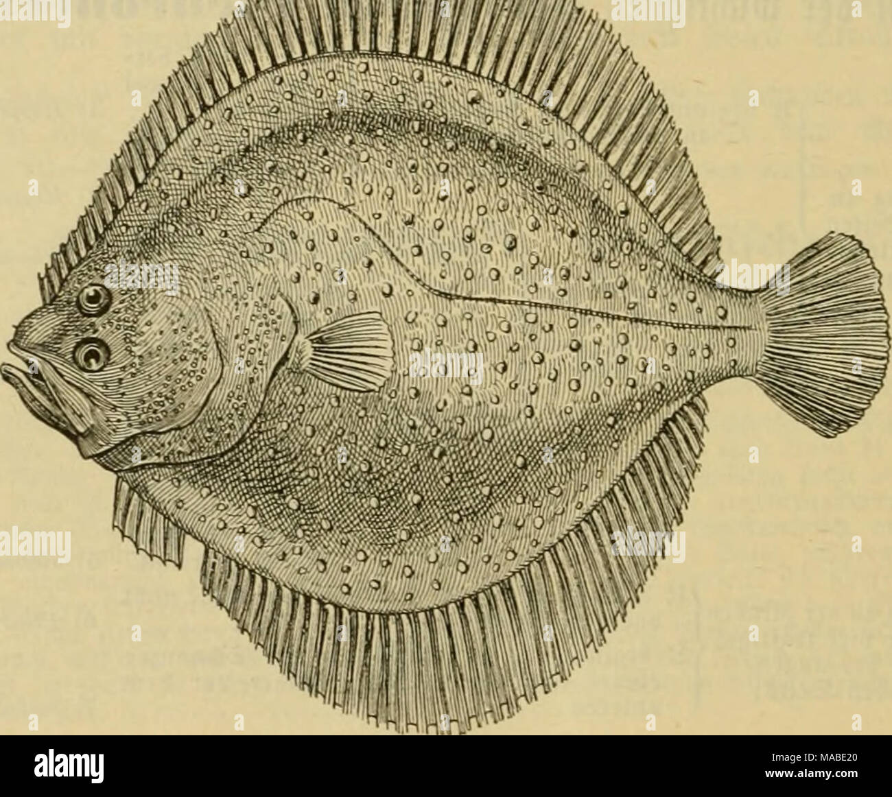 . Dr. Johannes Leunis Synopsis der thierkunde. Ein handbuch für höhere lehranstalten und für alle, welche sich wissenschaftlich mit der naturgeschichte der thiere beschäftigen wollen . Jig. 057. StcinlMitt, Rhombu? maxiuius. 1) @emein. 2) &quot;Xj'Jpöv 5eitc, v^jxtyj; ^iefcirimmev; alfo ScitenirfiUMmmcr. 3) l':i05 iPferb, YXu)33a ^ung«:; ivcgcn bcv j?öri&gt;erfcrm. 4) Hippoglössus = ä(niIi^. 5) Limanda- ä^nli(^. 6) iKautc. &lt;) fe^r gro6. Stock Photo