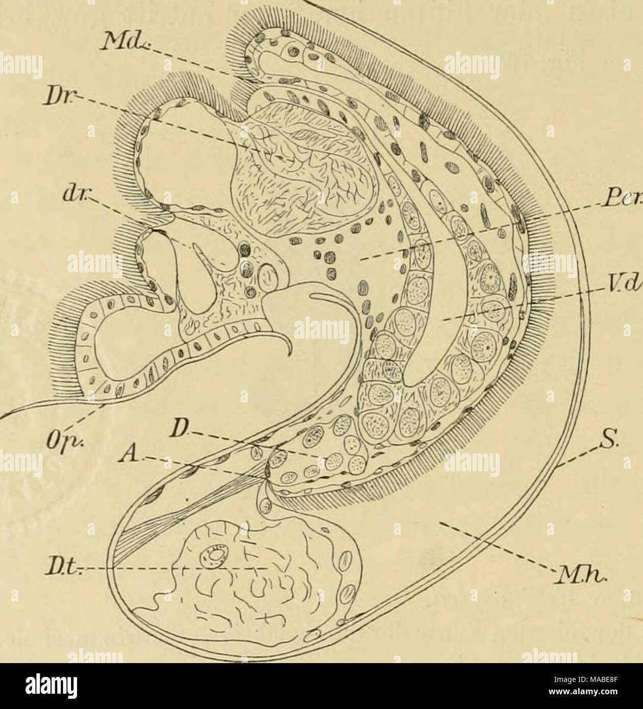 . Dr. H.G. Bronn's Klassen und Ordnungen des Thier-Reichs : wissenschaftlich dargestellt in Wort und Bild . Medianer Längsschnitt durch eine Larve von Enteroxenos Oestergreni. A Stelle der Analöffnung. D entodernialer Darm. dr kleine, Dr grosse Drüsen des Larvenfusses. Dt Dotterreste. Md Älundöffnung. Mh Mantclhöhle. 0}) Operculum. Per Anlage des Pericards. s Schale. ^^d Vorderdarm. Nacli Kristine Bonnevie. Stock Photo