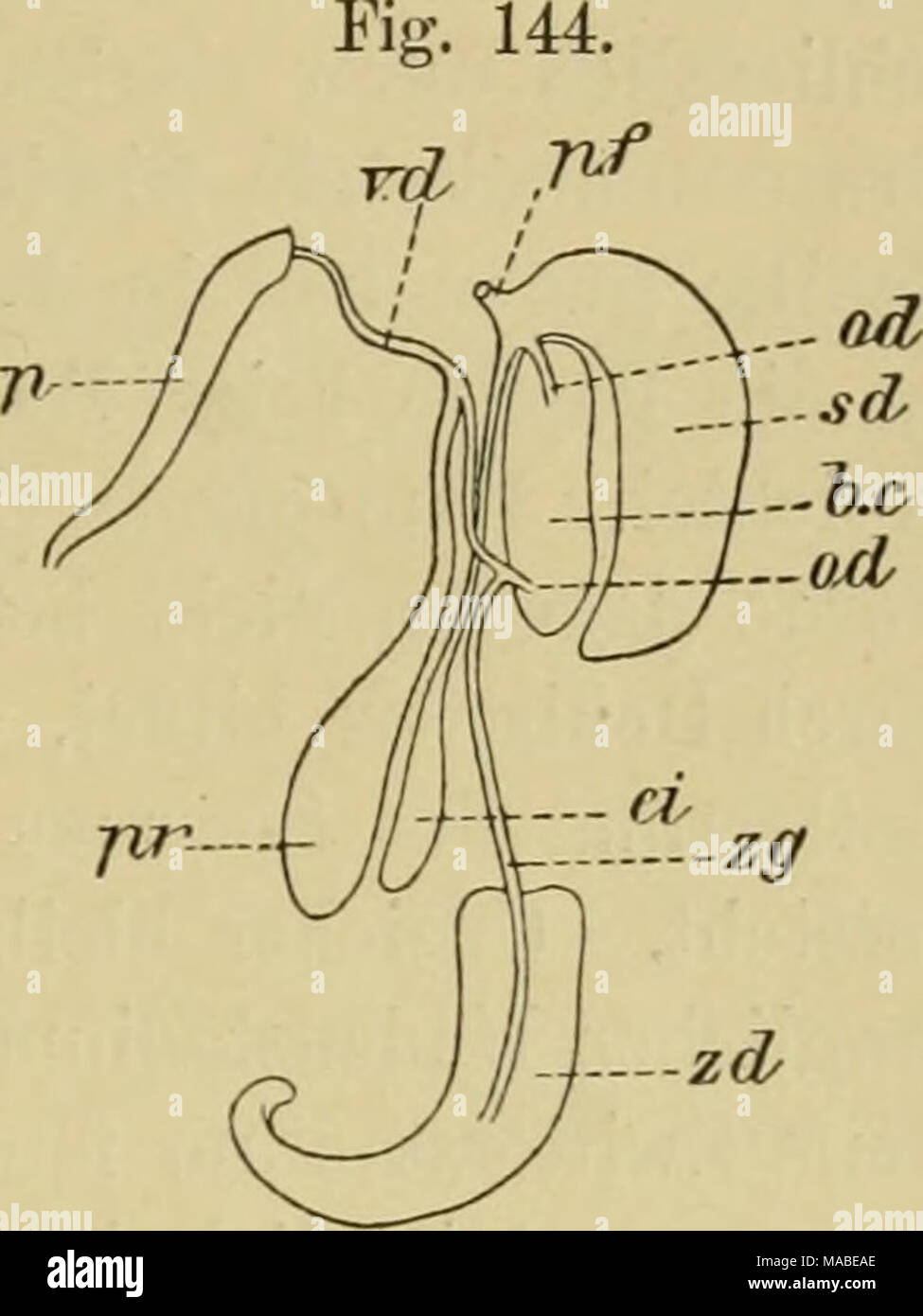 . Dr. H.G. Bronn's Klassen und Ordnungen des Thier-Reichs : wissenschaftlich dargestellt in Wort und Bild . Zwitterapparat von Valvata piscinalis. Docoglossen, Bei Patella ist Hermaphroditismus gelegentlich beobachtet worden von Gemmill*). Willcox fragt aber, ob nicht eine erneuerte Unter- suchung ein rasch vorübergehendes Zwitterstadium als Eegel erweisen *) Gemmill, On some cases of hermaphroditism in the Limpet. Anat. Anz. XII, 1896. **j s. pag. 626. V. Härtens und Thiele, Die beschälten Gastropoden der deutschen Tiefsee-Expedition 1898—99. B.Thiele, Anatomisch-systematische Untersuchungen  Stock Photo