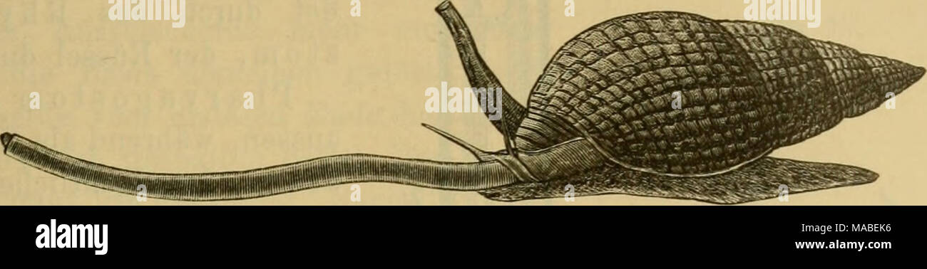 Nassa reticulata hi-res stock photography and images - Alamy