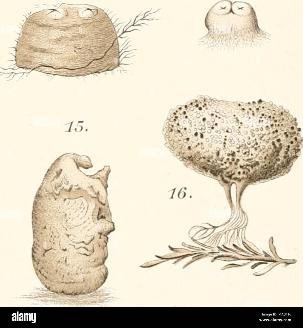 . Dr. H.G. Bronn's Klassen und Ordnungen des Thier-Reichs : wissenschaftlich dargestellt in Wort und Bild . lii'h.Giesecke iSevrienf.   Stock Photo